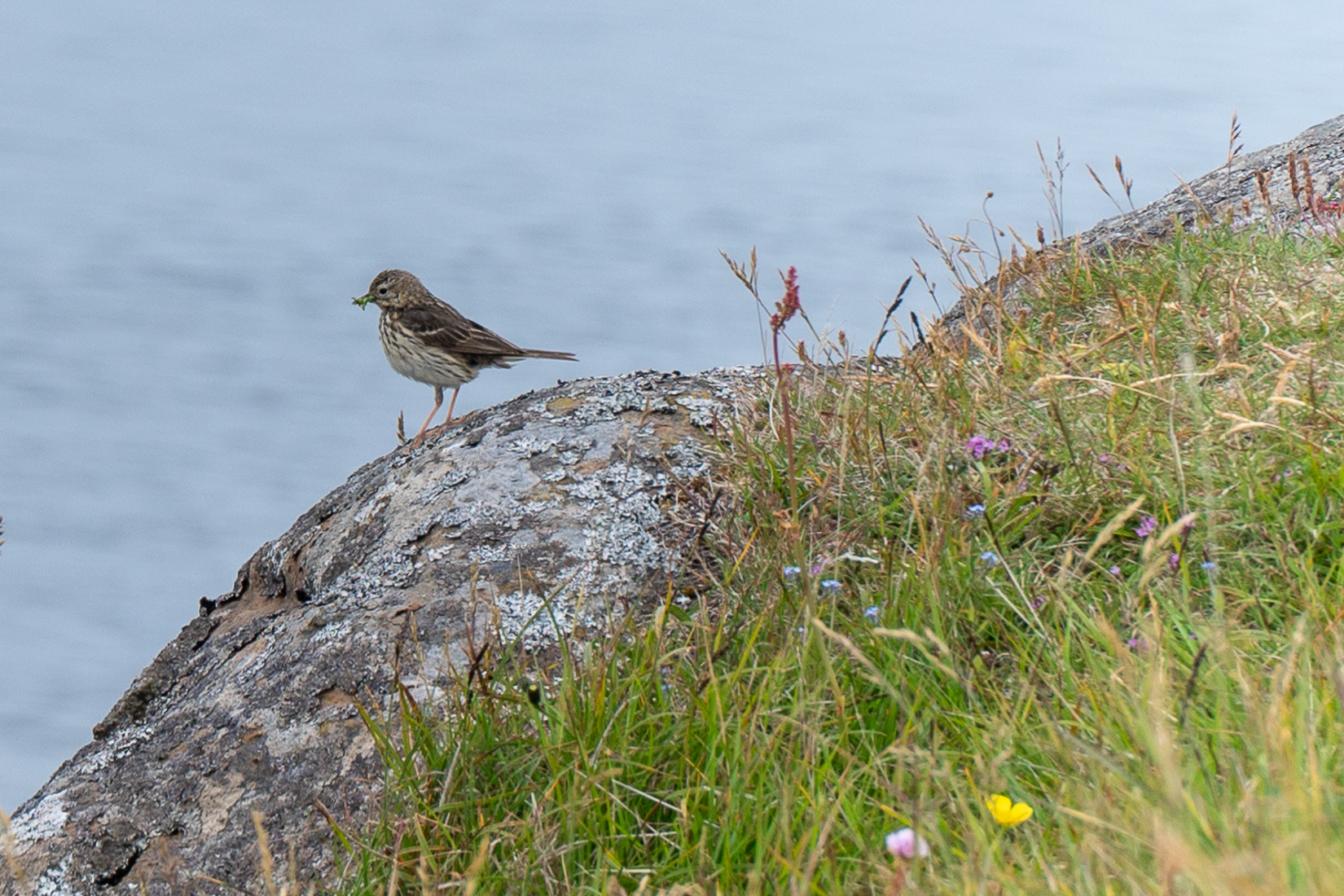 Meadow Pipit