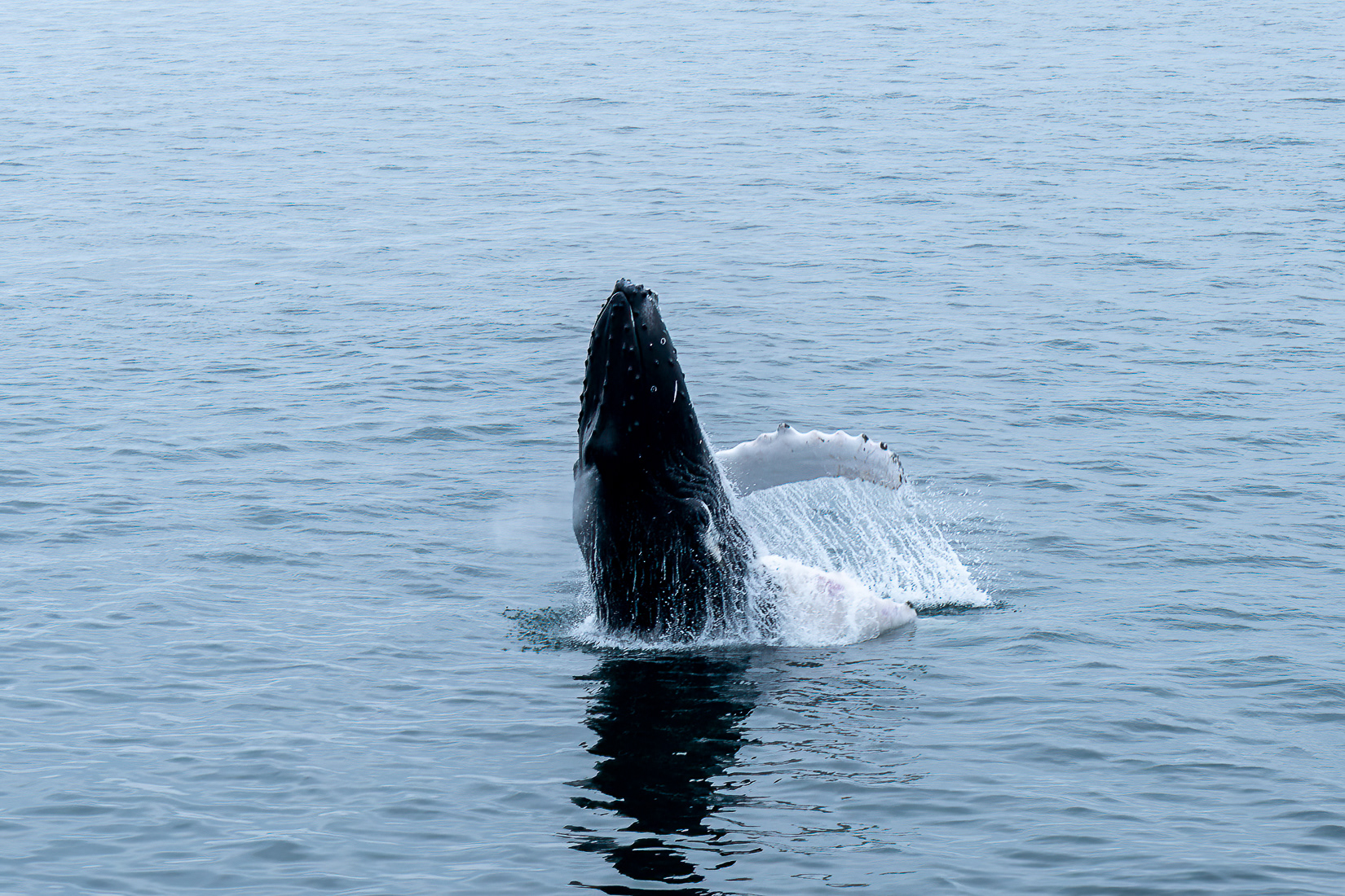 Spyhopping is when they rise nose first out of the water.