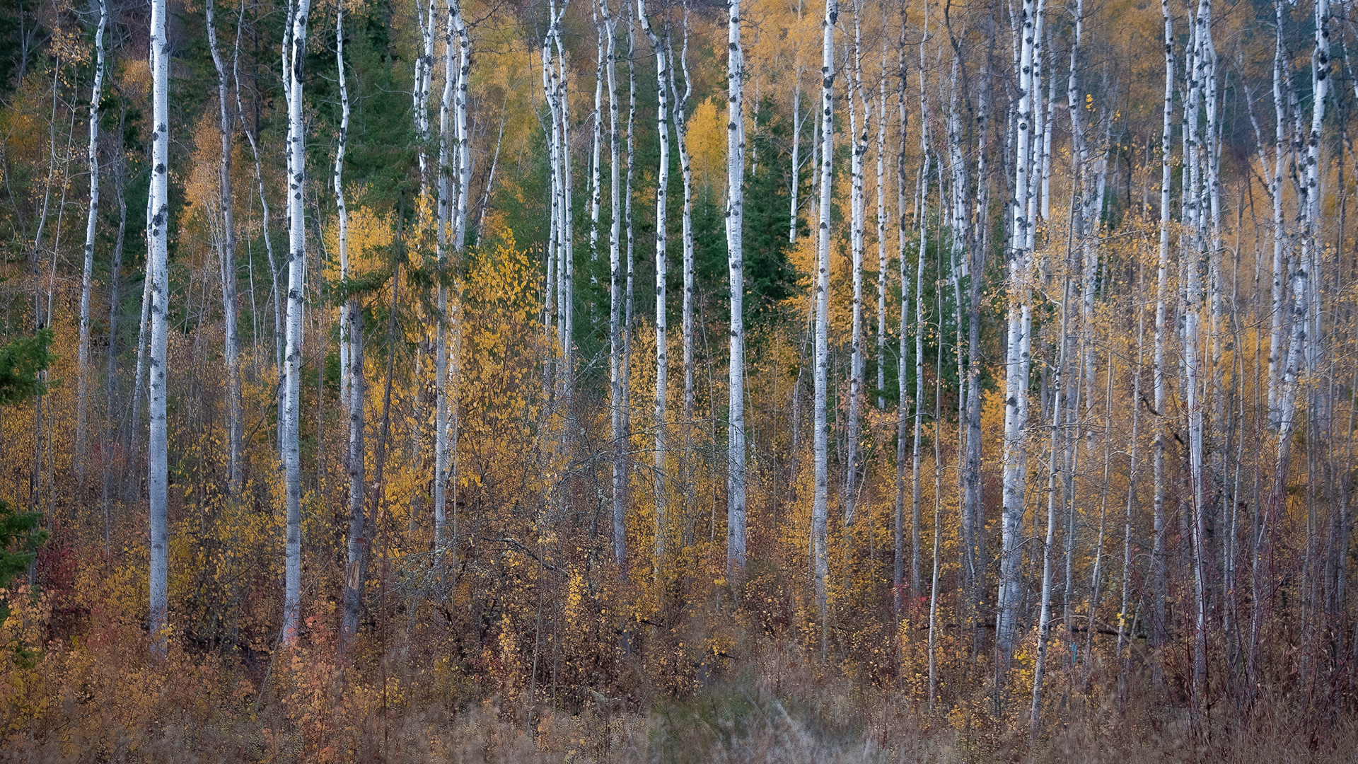 76: Fall colors Cosens Bay Road Vernon BC