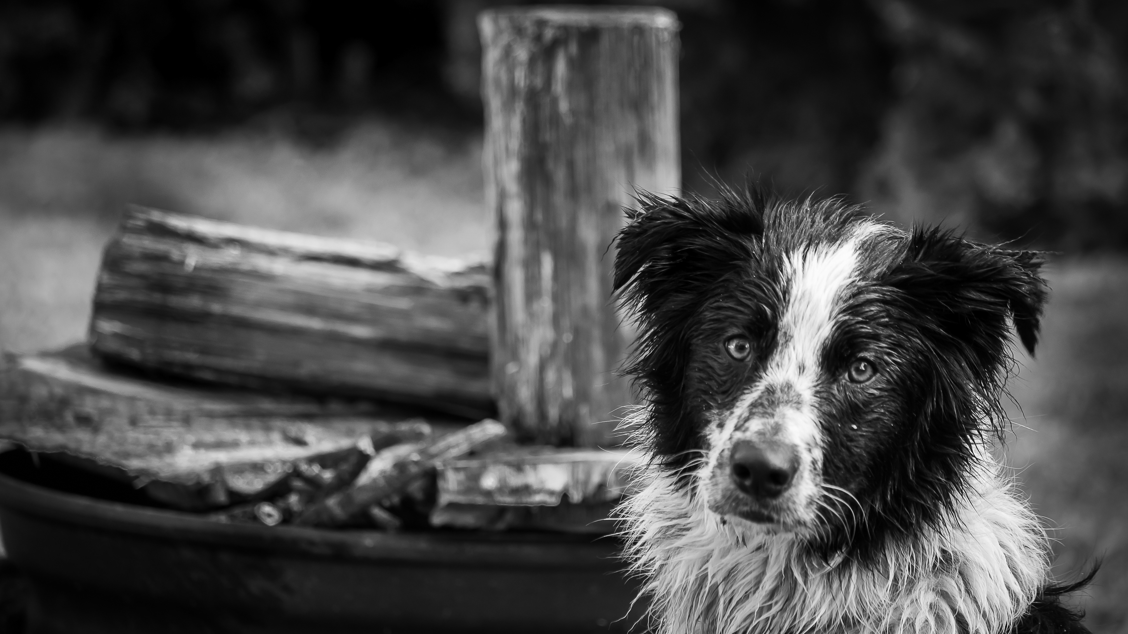 2:  Kip in the backyard