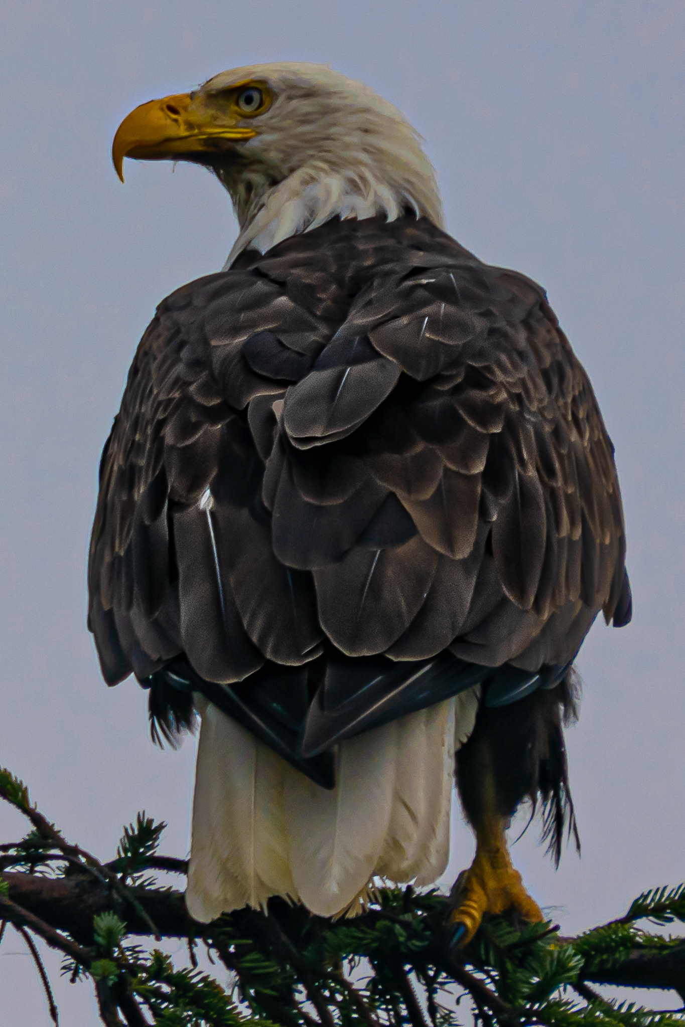 22:  resident of Haida Gwaii