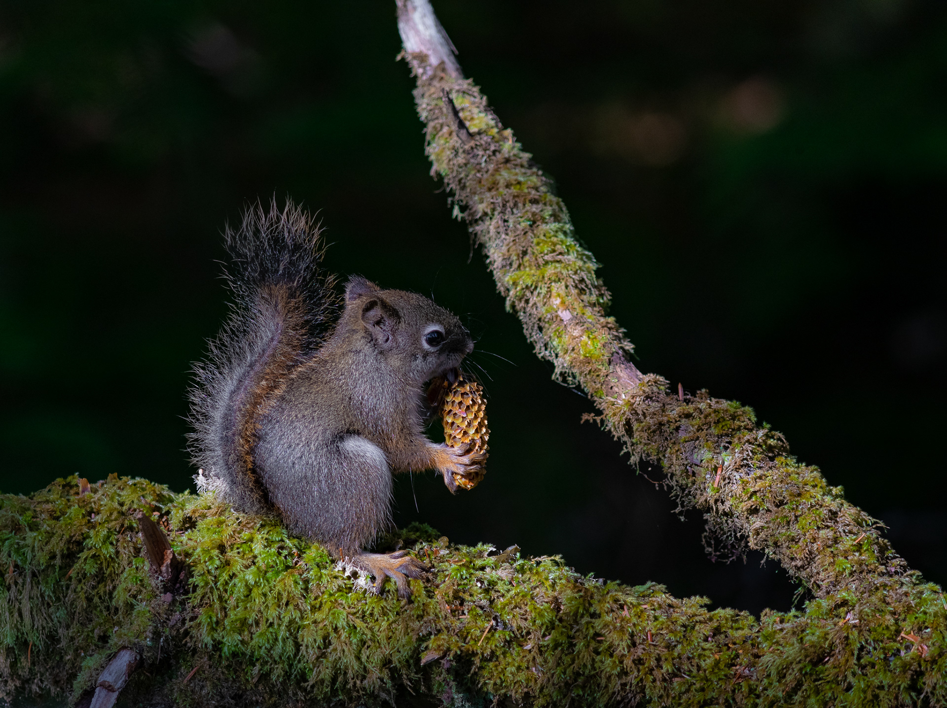 23:Wildlife on Haida Gwaii BC
