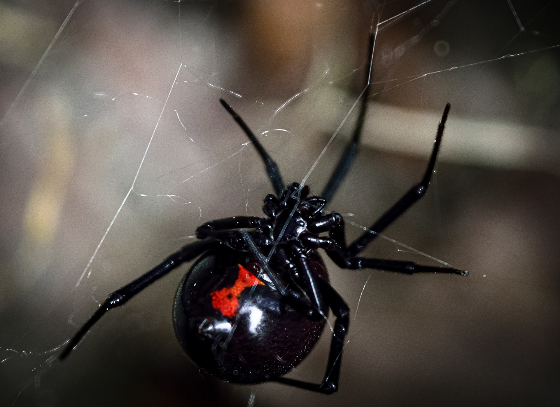 2: Miss-understood...took this macro of a female black widow in my back yard. While I don't harm spiders, I do sometimes relocate them..