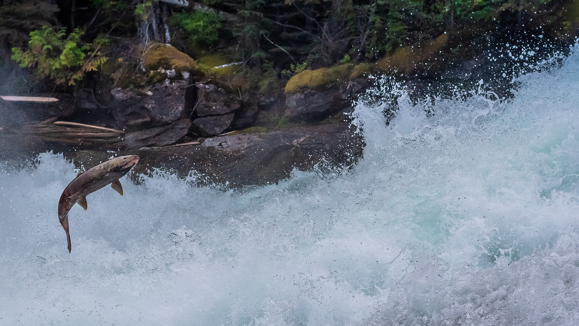 54: End of the Line...this guy isn't going ant farther at Bailey's Shute, Wells Gray Park BC