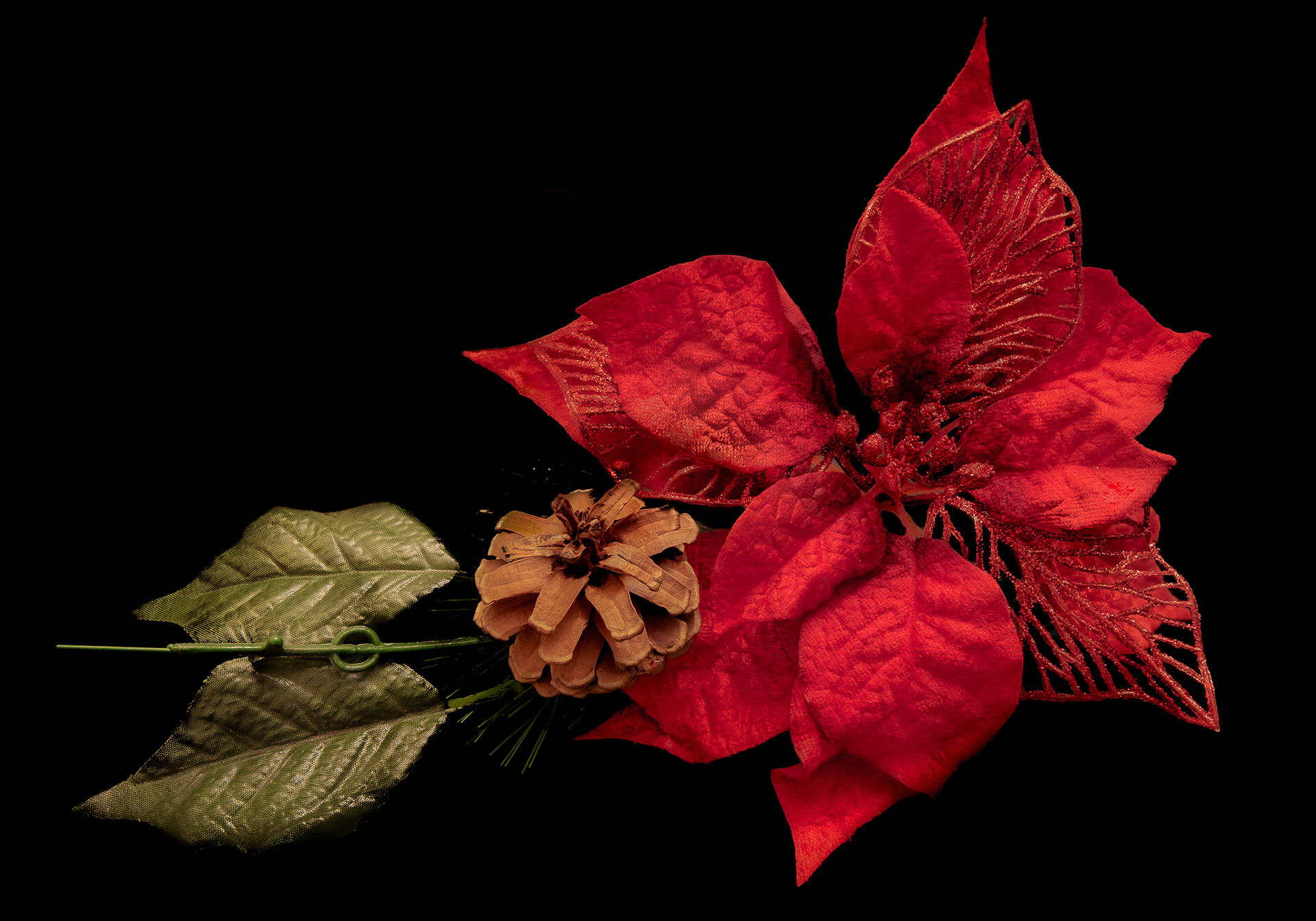 16: Christmas carnation...focus stacked