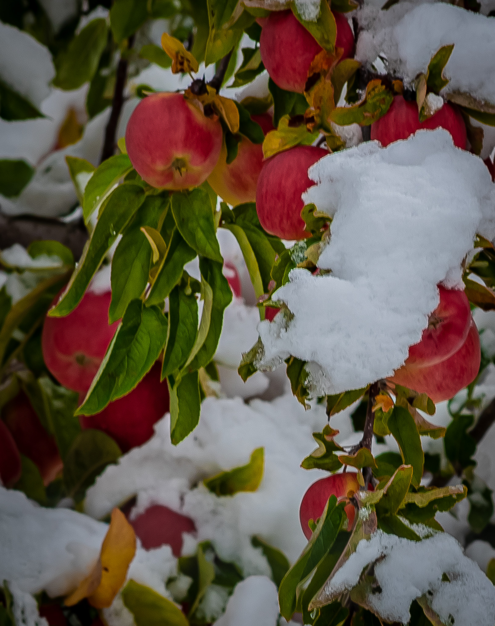 58: Early snow in the orchards of Vernon BC