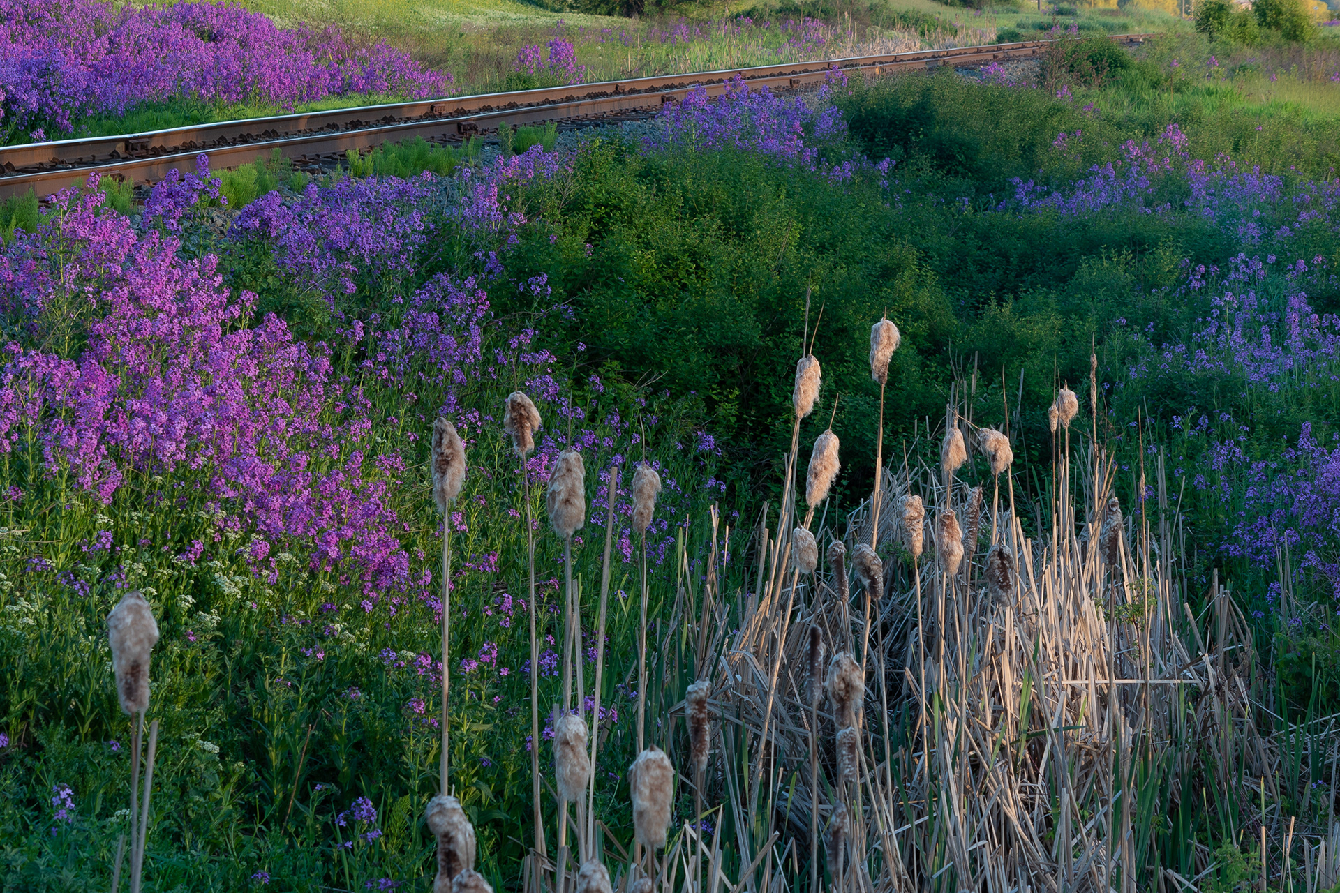 22: Evening at the tracks....Swan Lake, Vernon BC