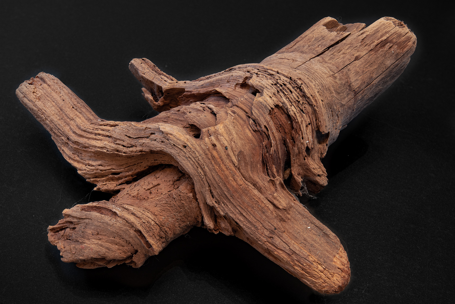 15: driftwood...focus stacked