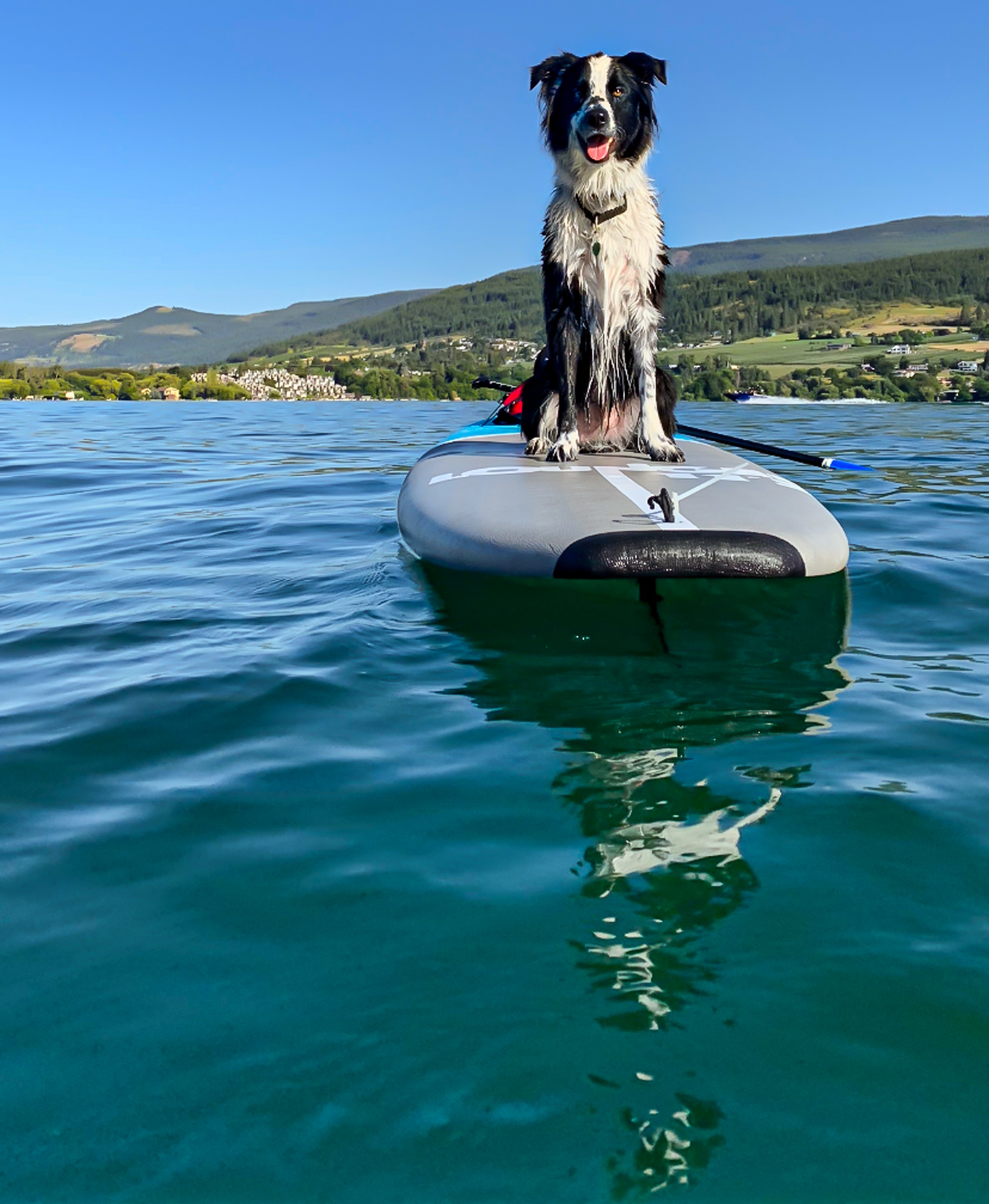 40: Kip enjoying Kalamalka Lake BC