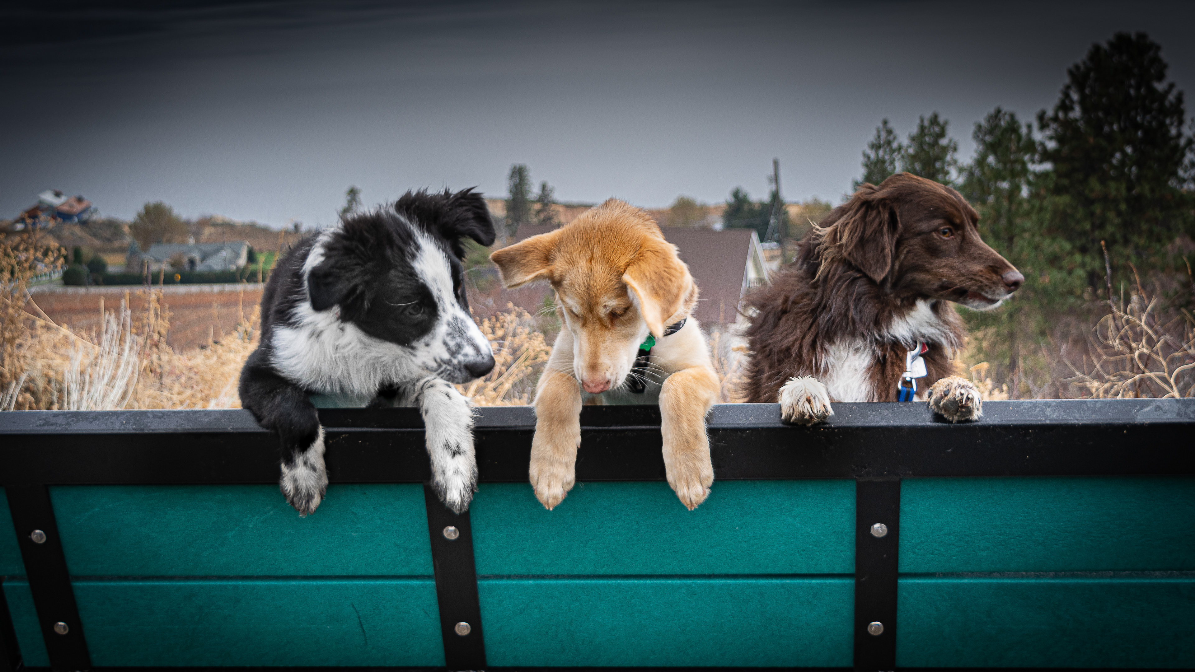 1: the 3 Amigos; Kip, Kya and Rio warming the bench on the KVR above Naramatta BC