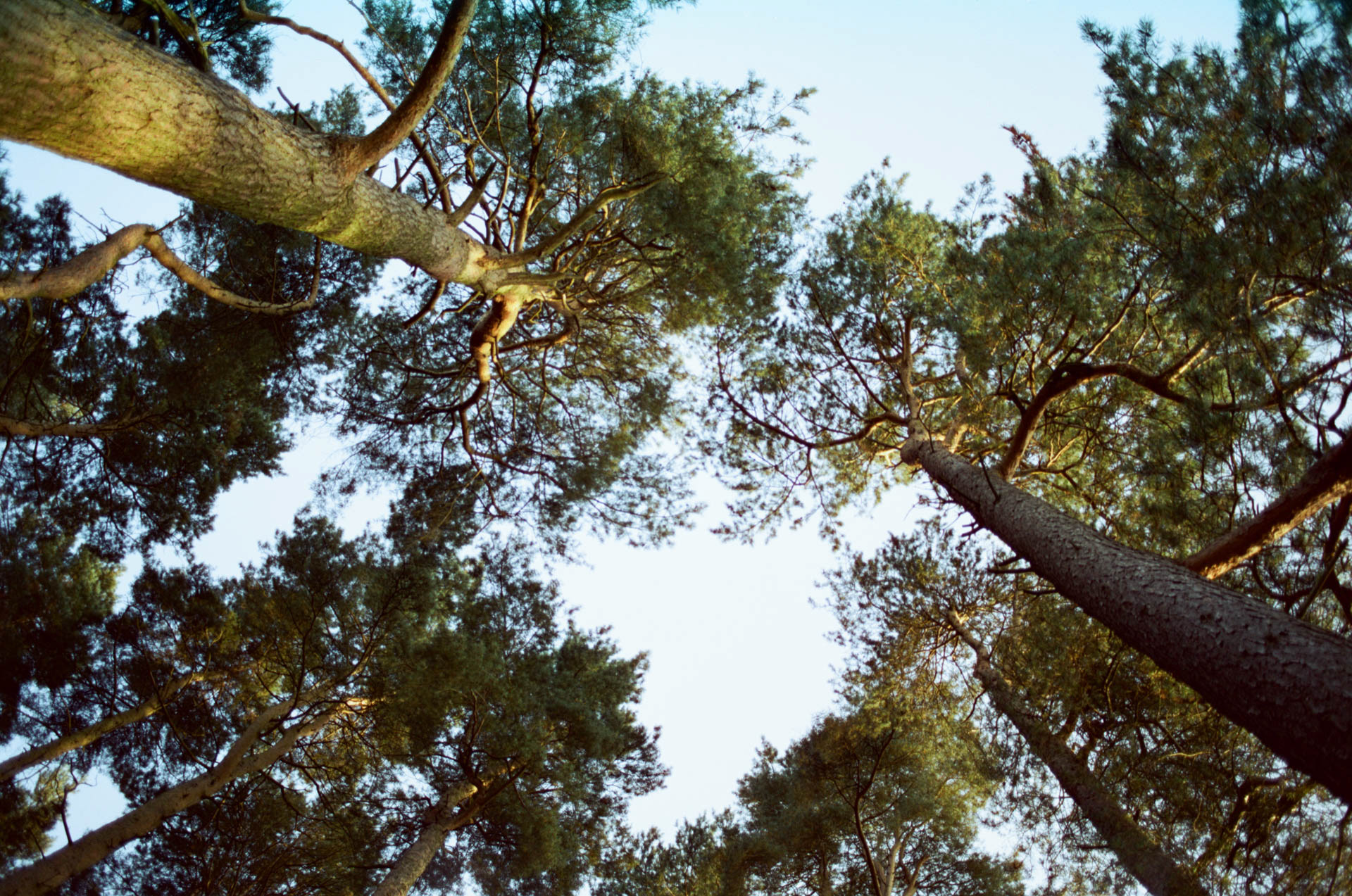 Pine trees, Yorkshire Dales