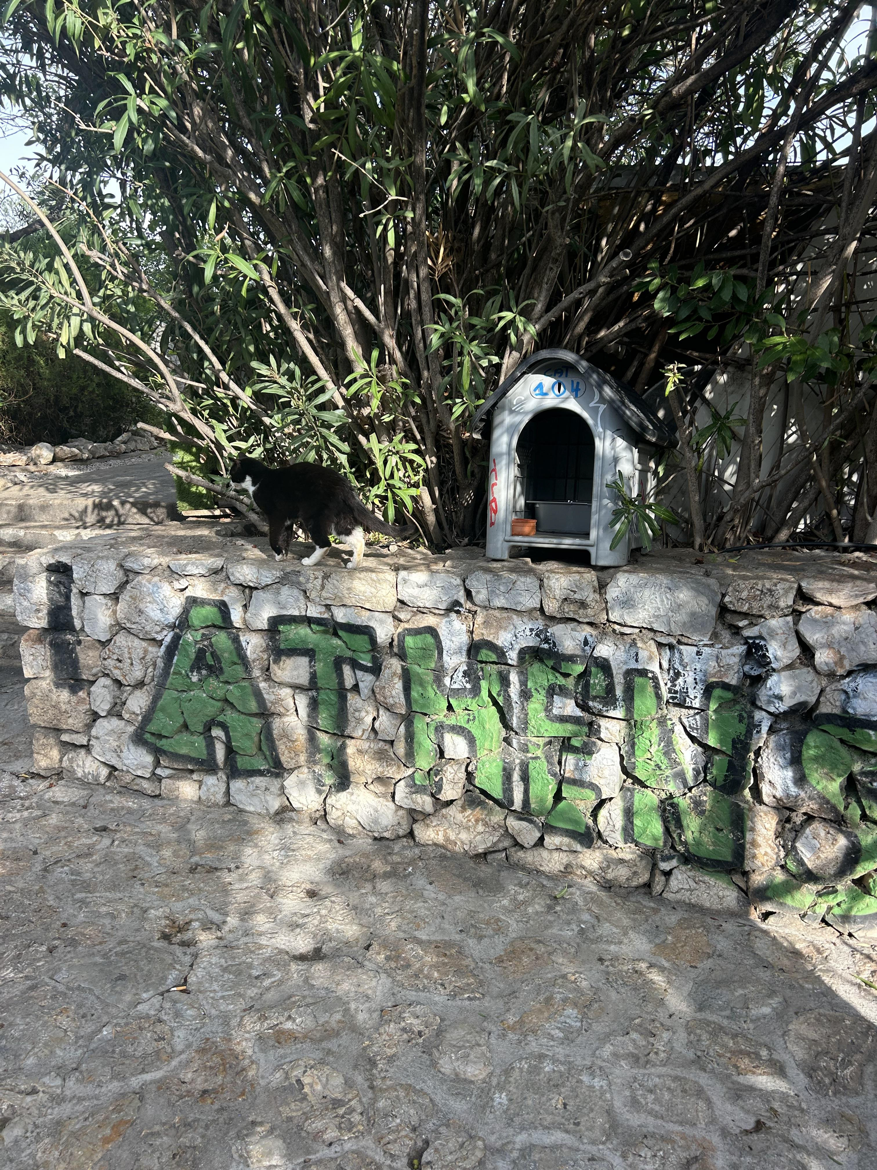 One of the million cats spotted