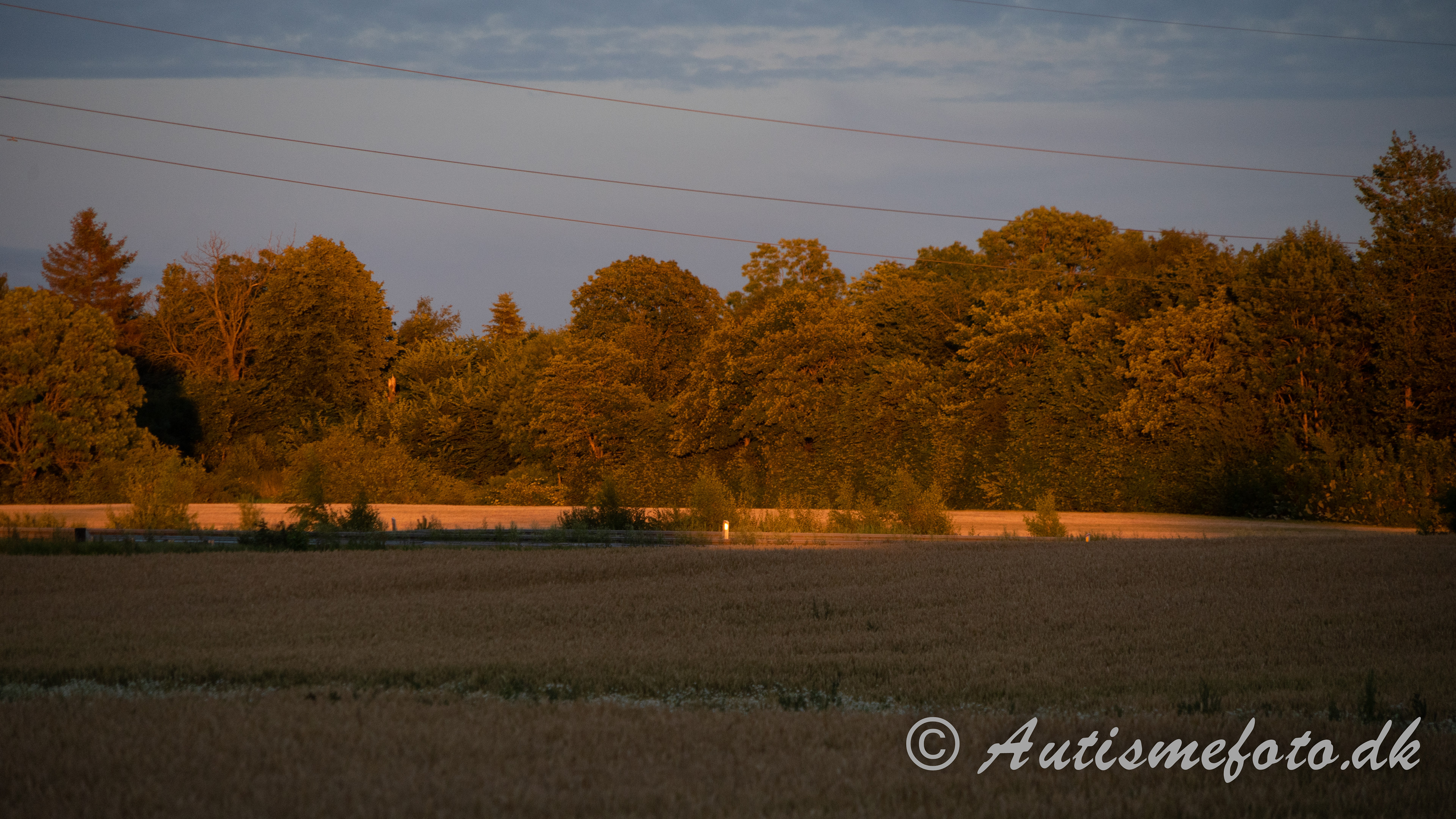 Solen faldt på en særlig måde på disse træer som gav mig dette smukke billed - taget ved Kværndrup