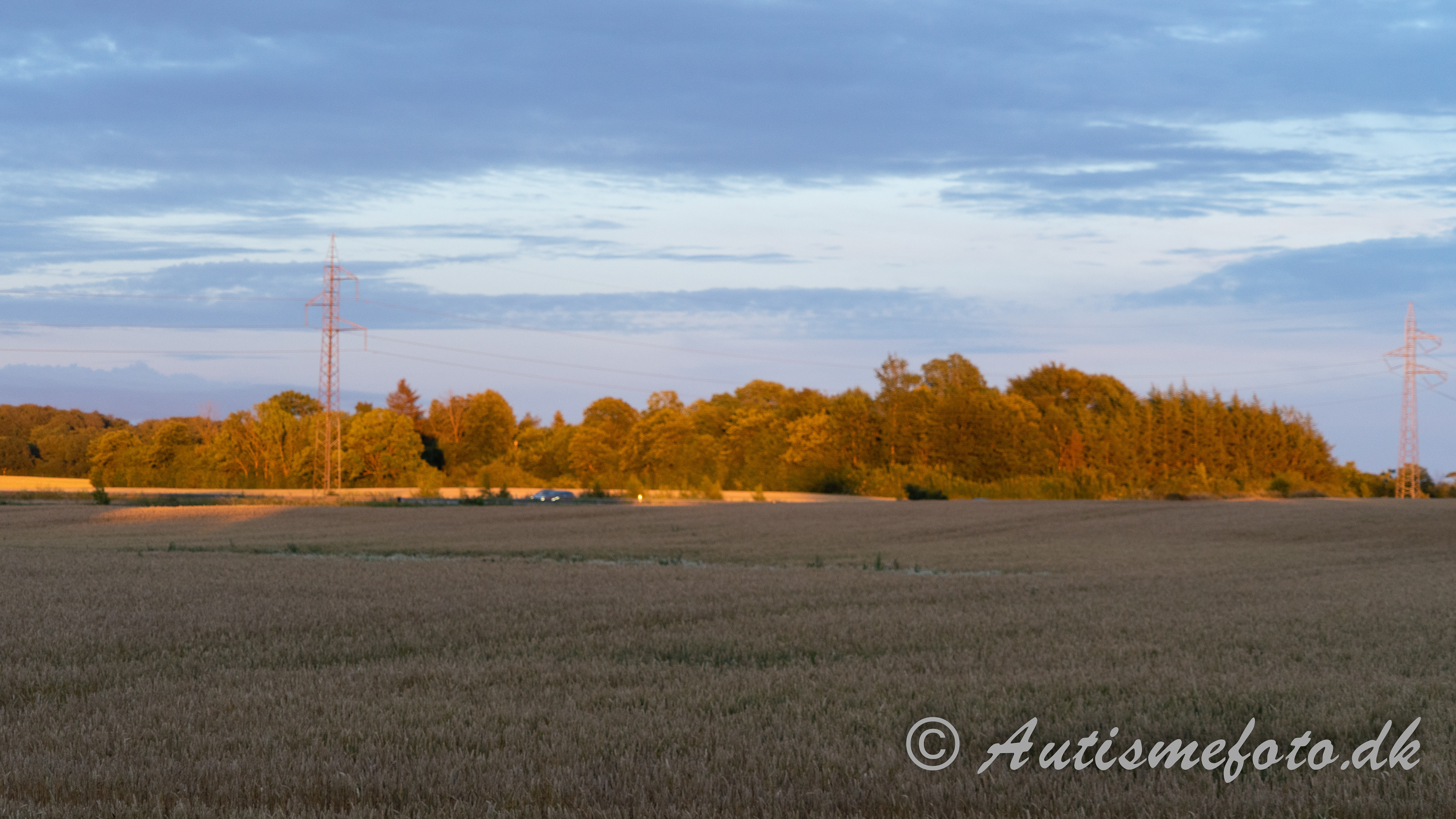 Solen faldt på en særlig måde på disse træer som gav mig dette smukke billed - taget ved Kværndrup