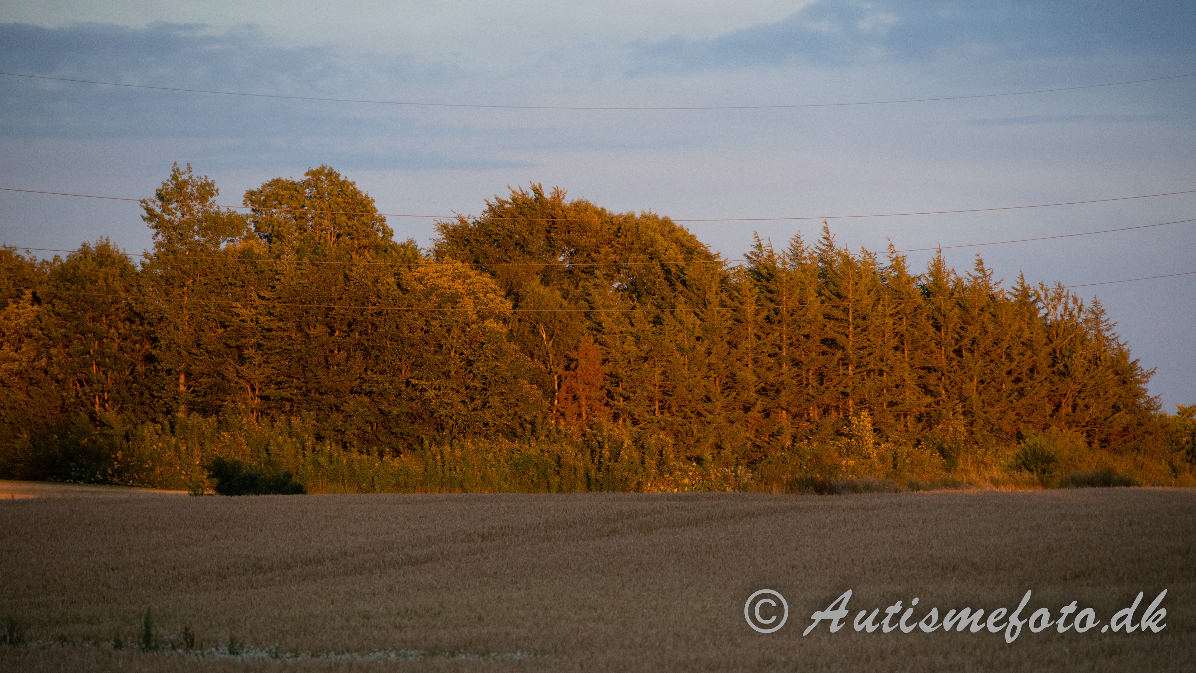 Solen faldt på en særlig måde på disse træer som gav mig dette smukke billed - taget ved Kværndrup