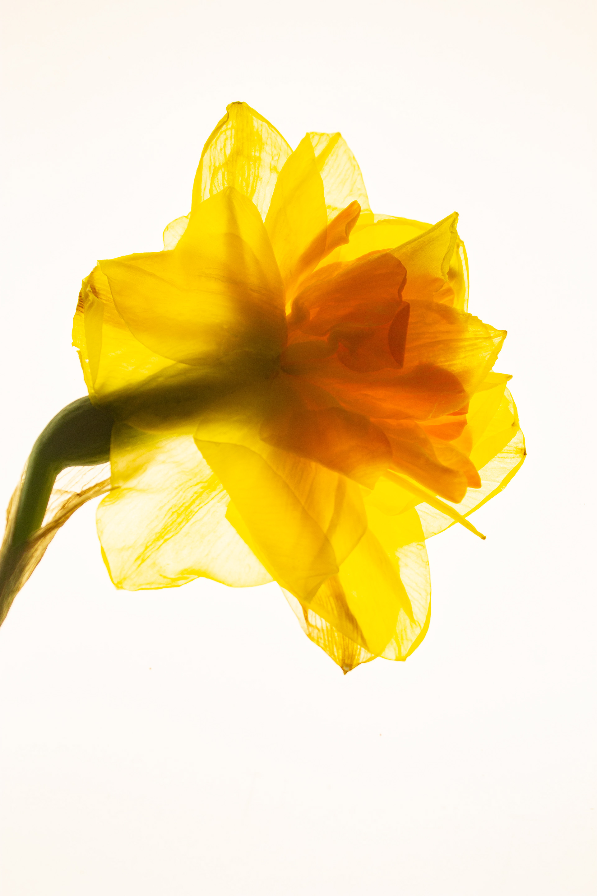 Daffodil