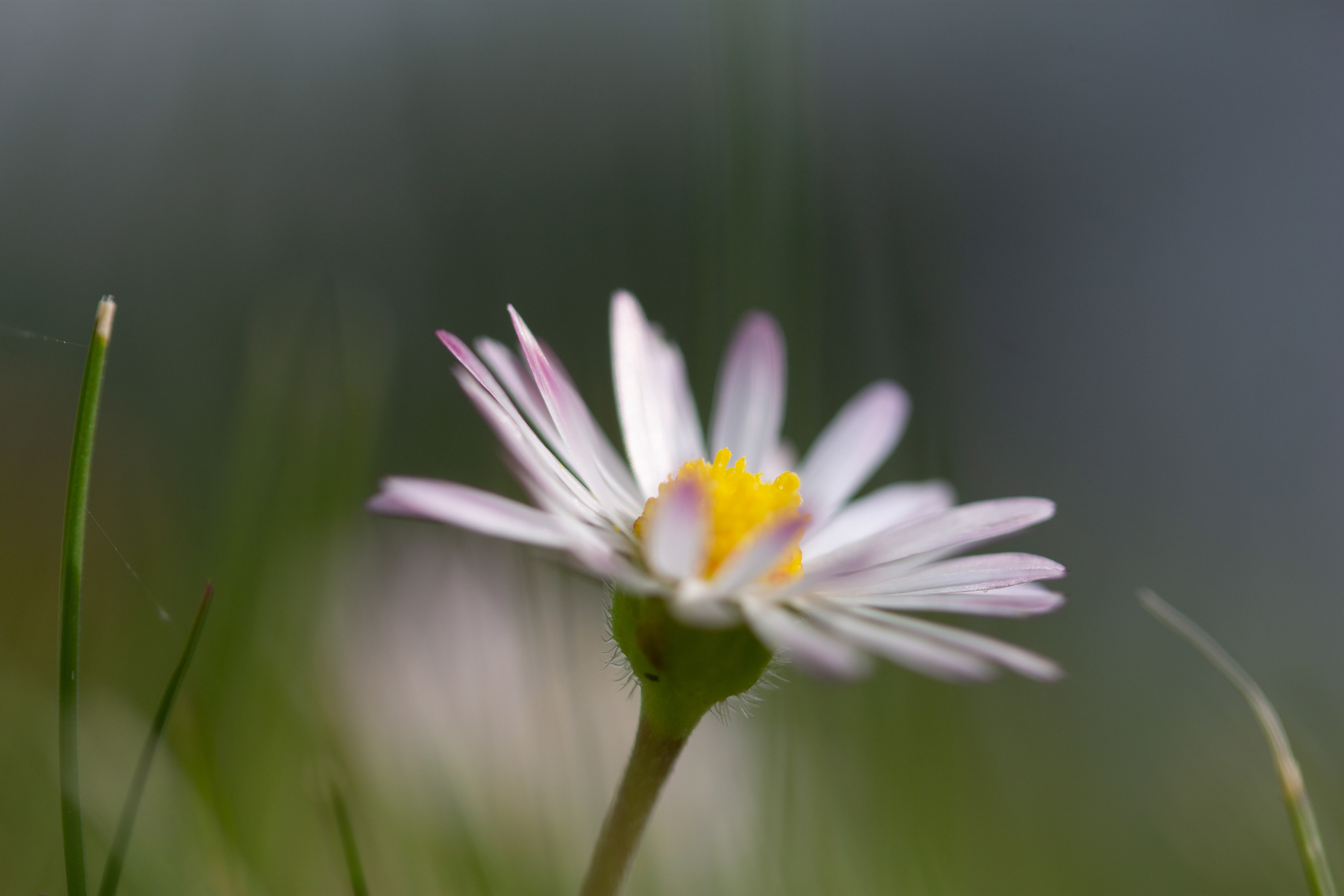 Daisy 2
