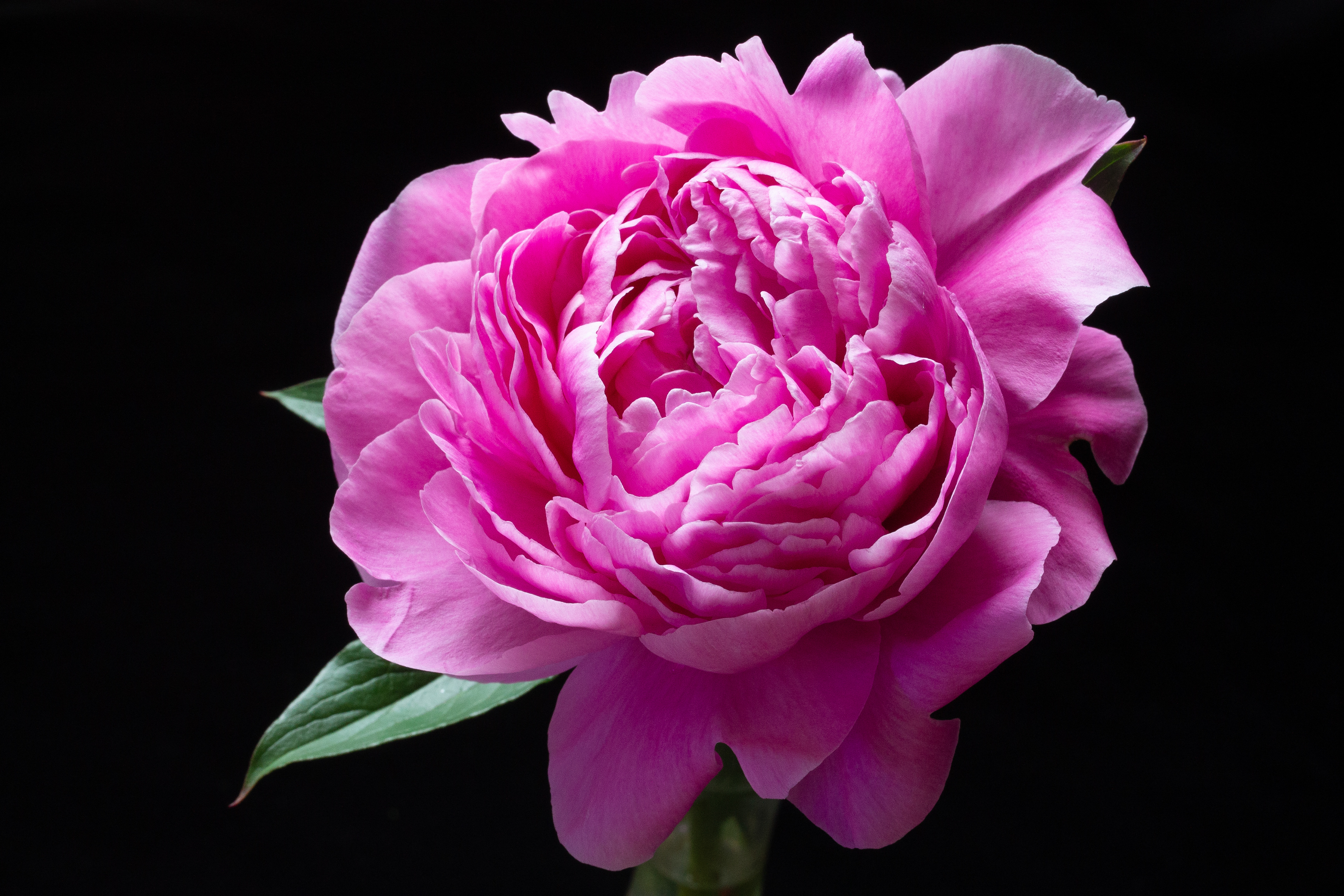 Peony
