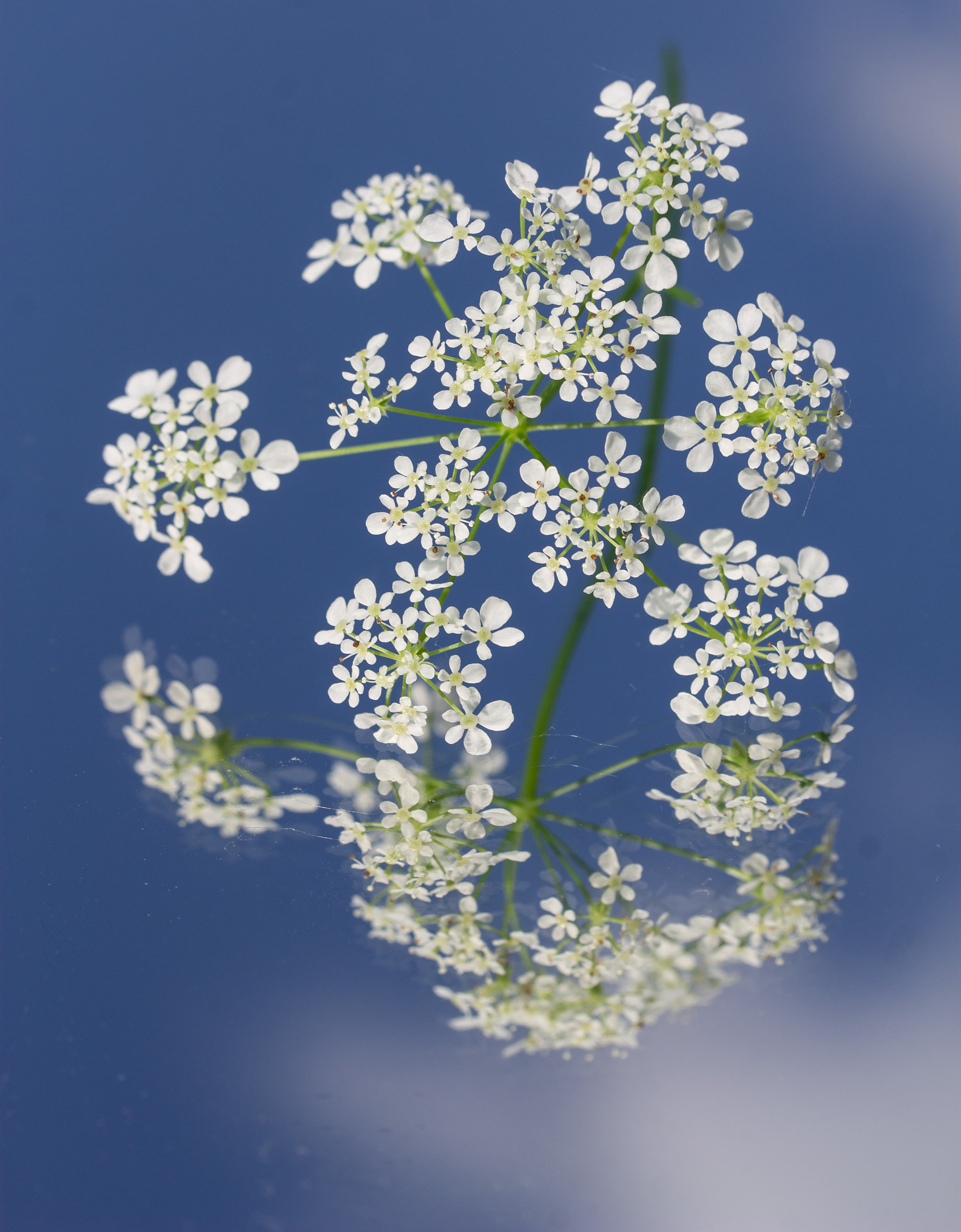 Cow parsley reflection 1