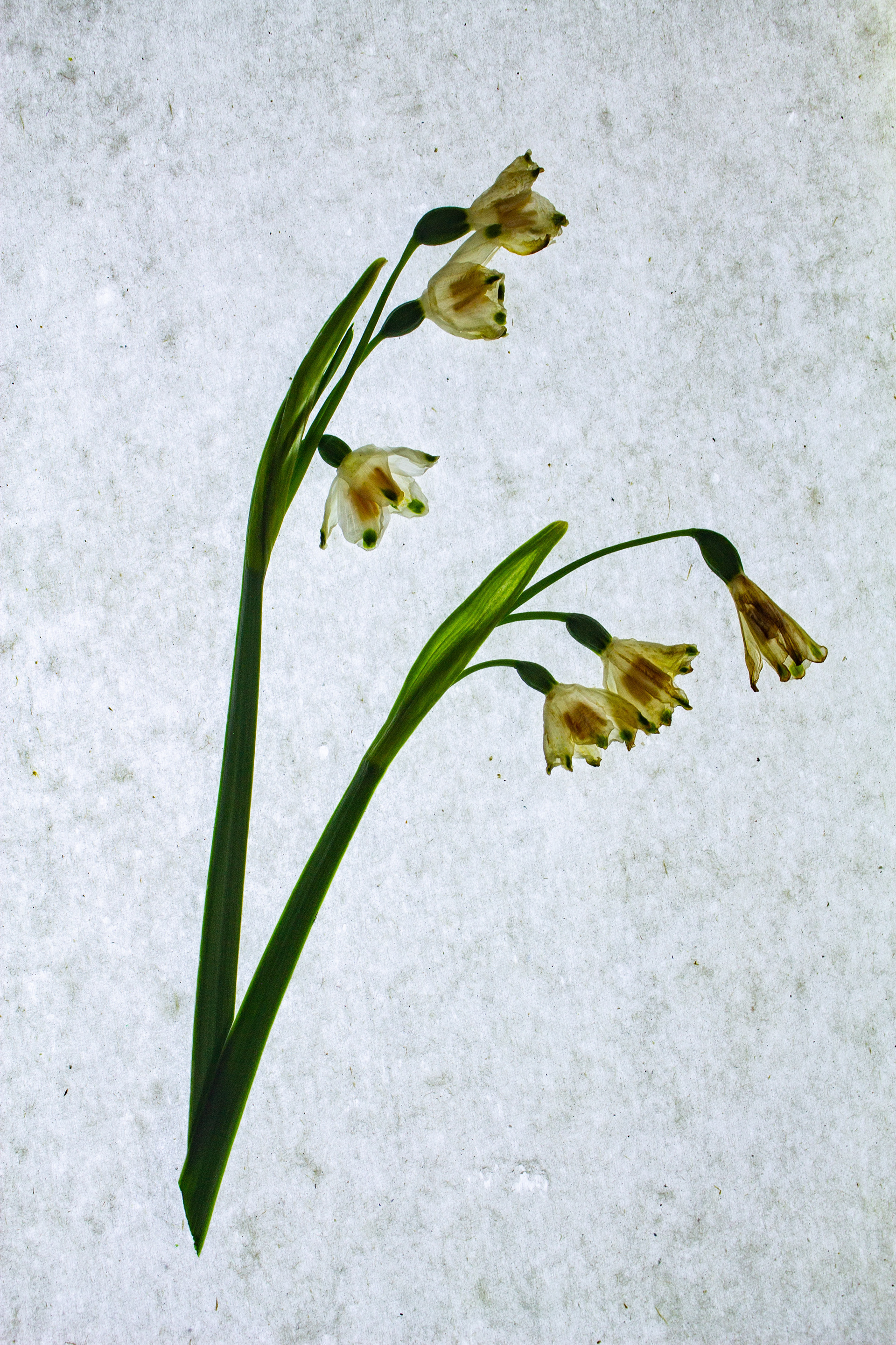 Summer Snowflake (Leucojum)