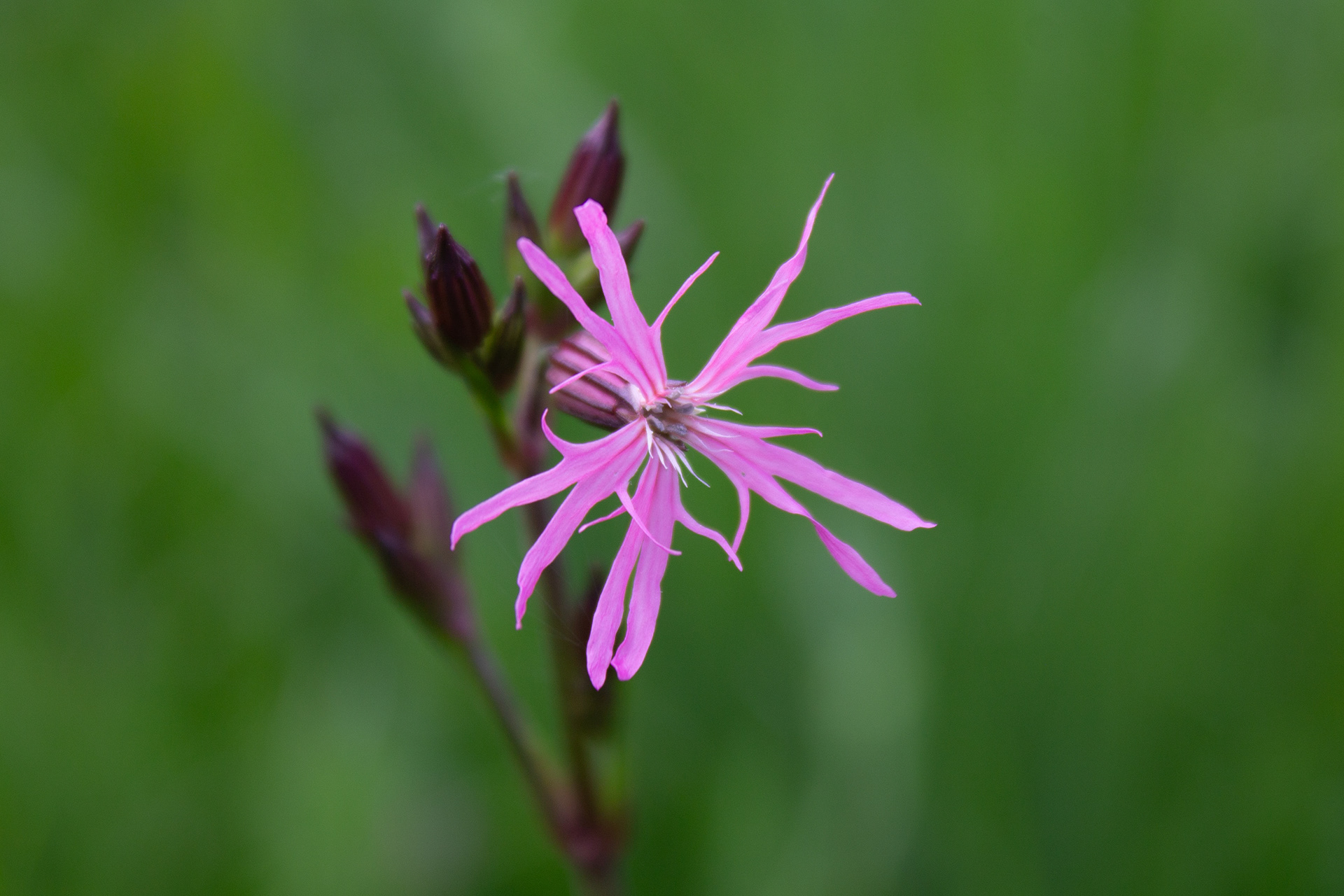 Ragged Robin