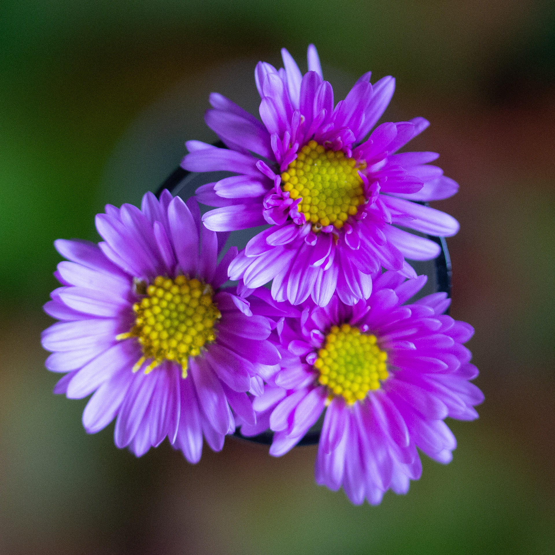 Michaelmas daisy