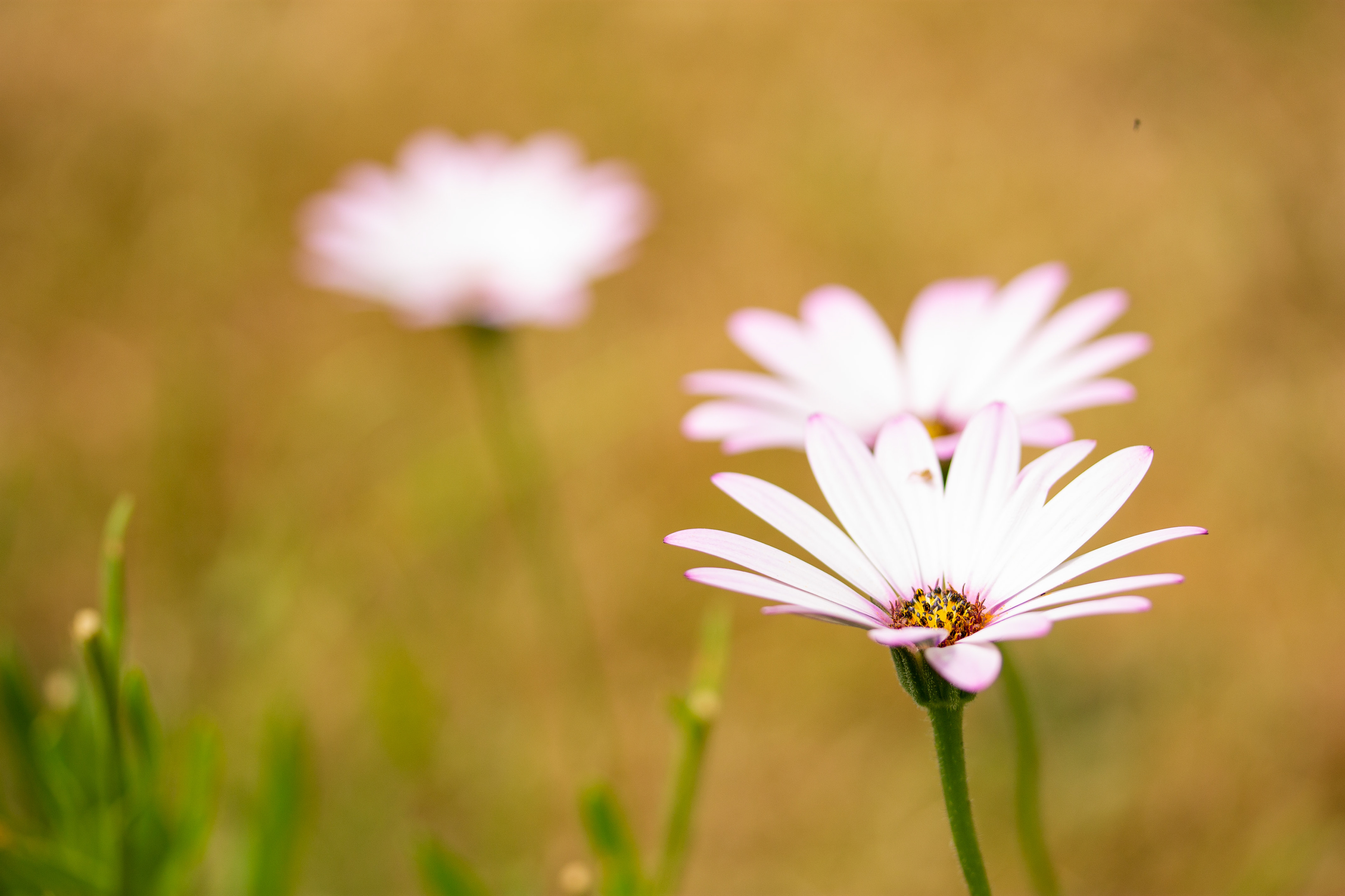 Osteospermum 1
