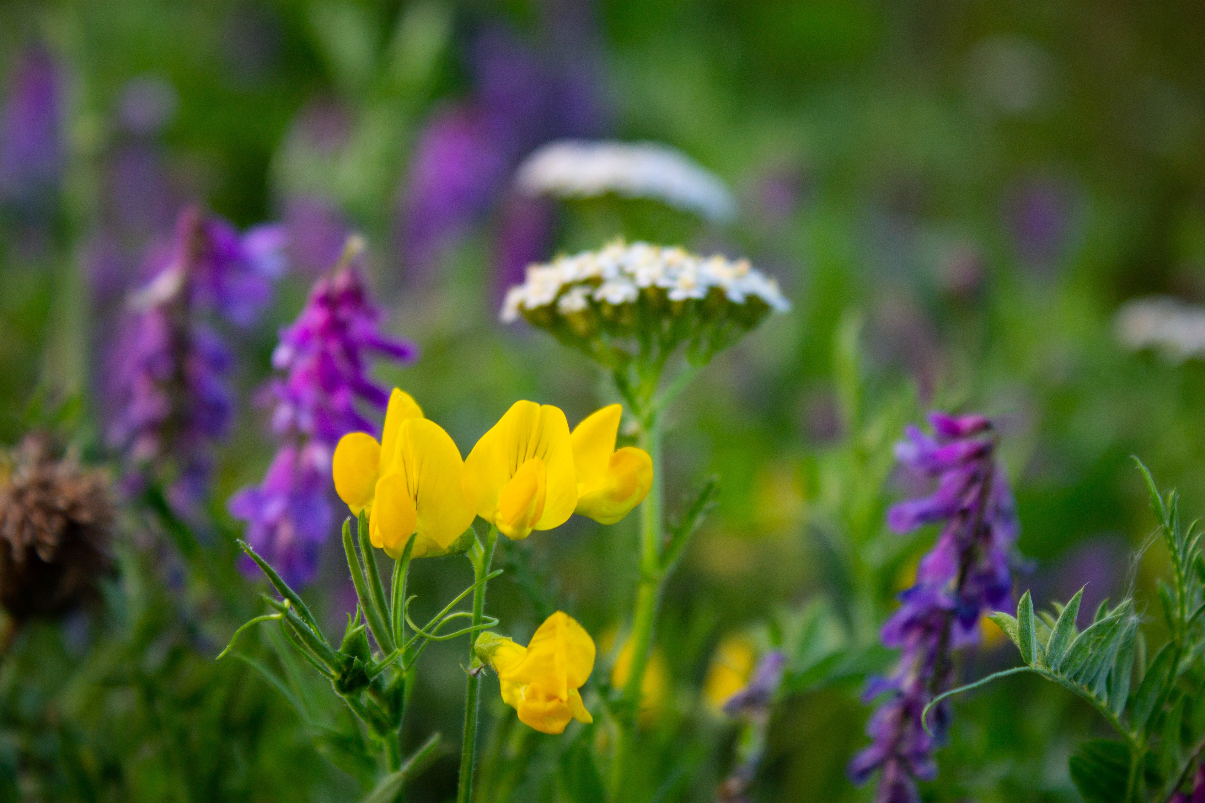 Wild flowers