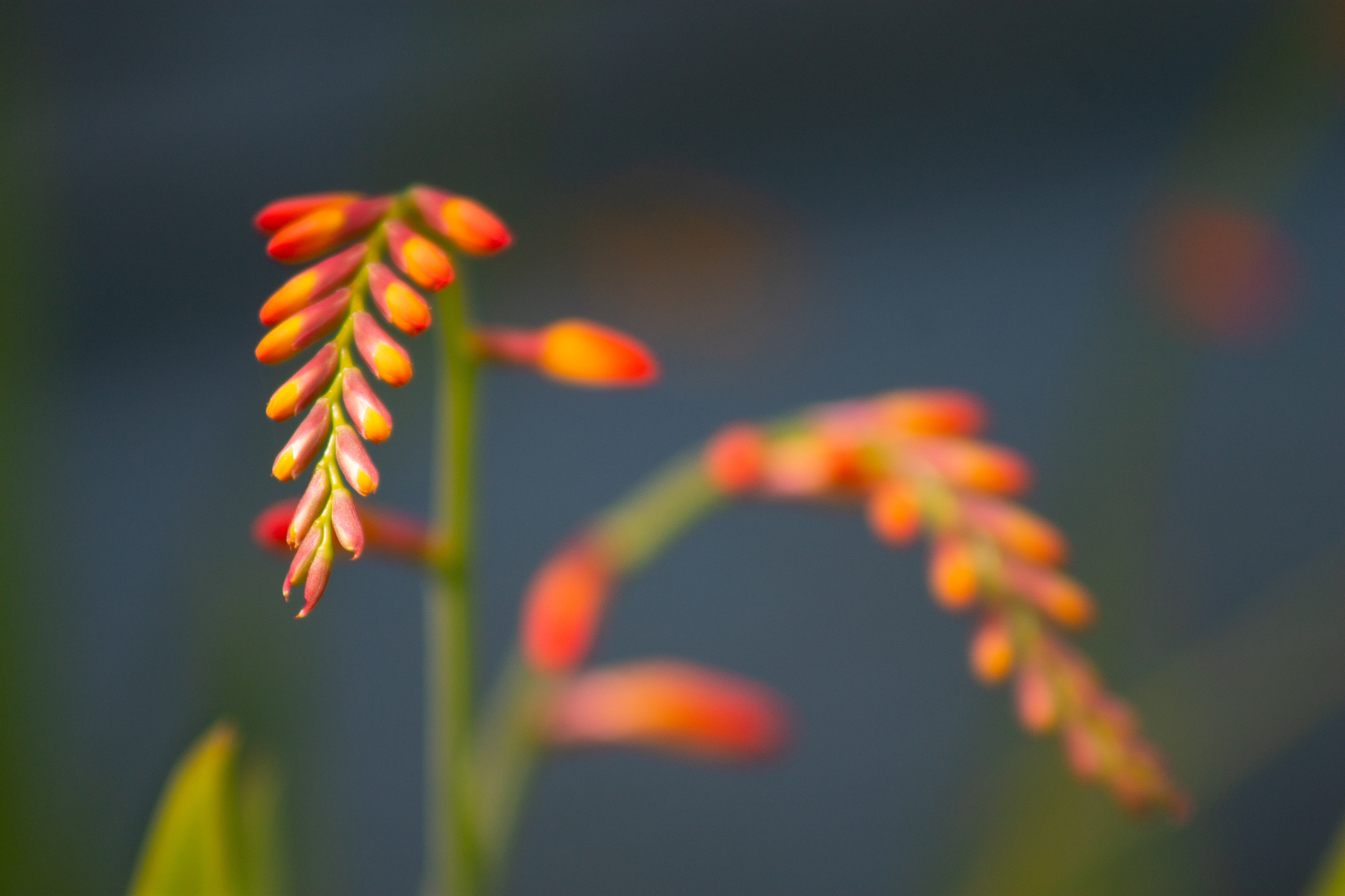 Crocosmia