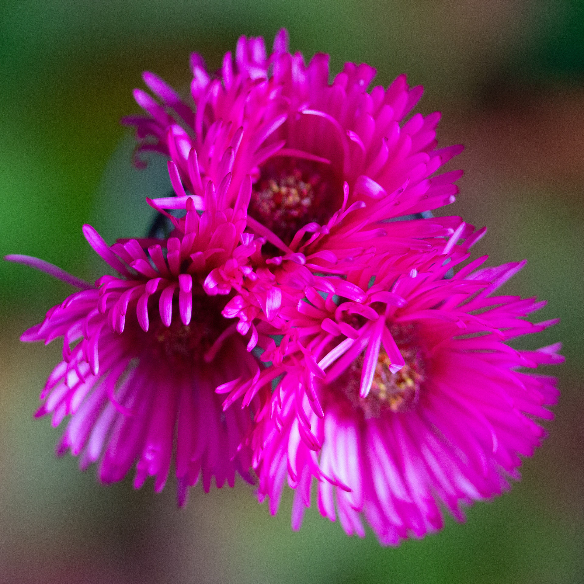 Michaelmas daisy
