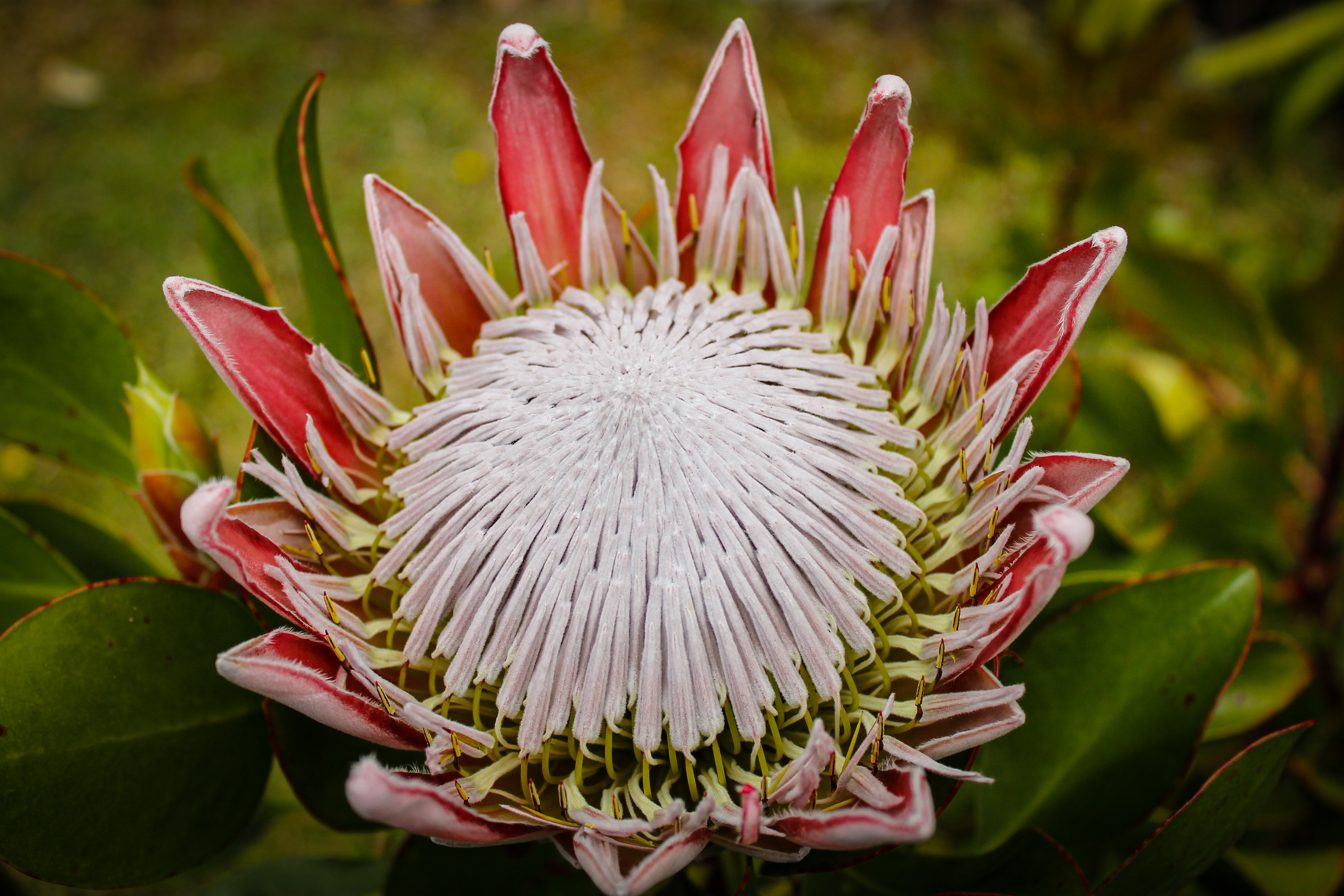 Protea