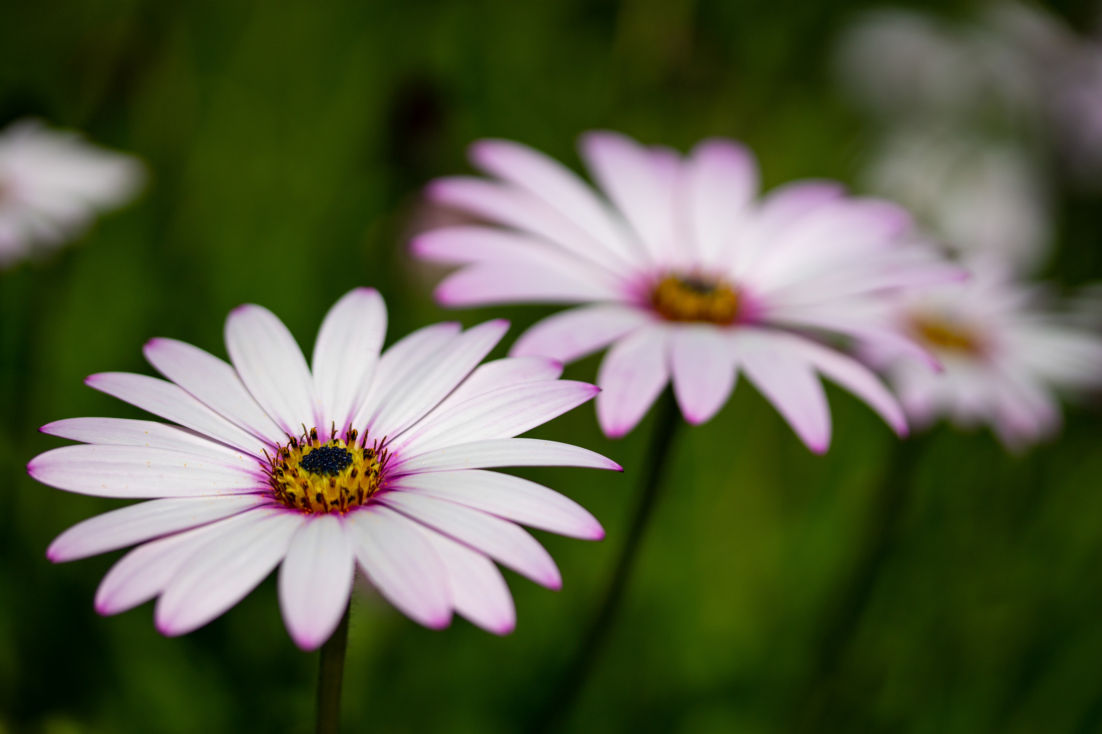 Osteospermum 3