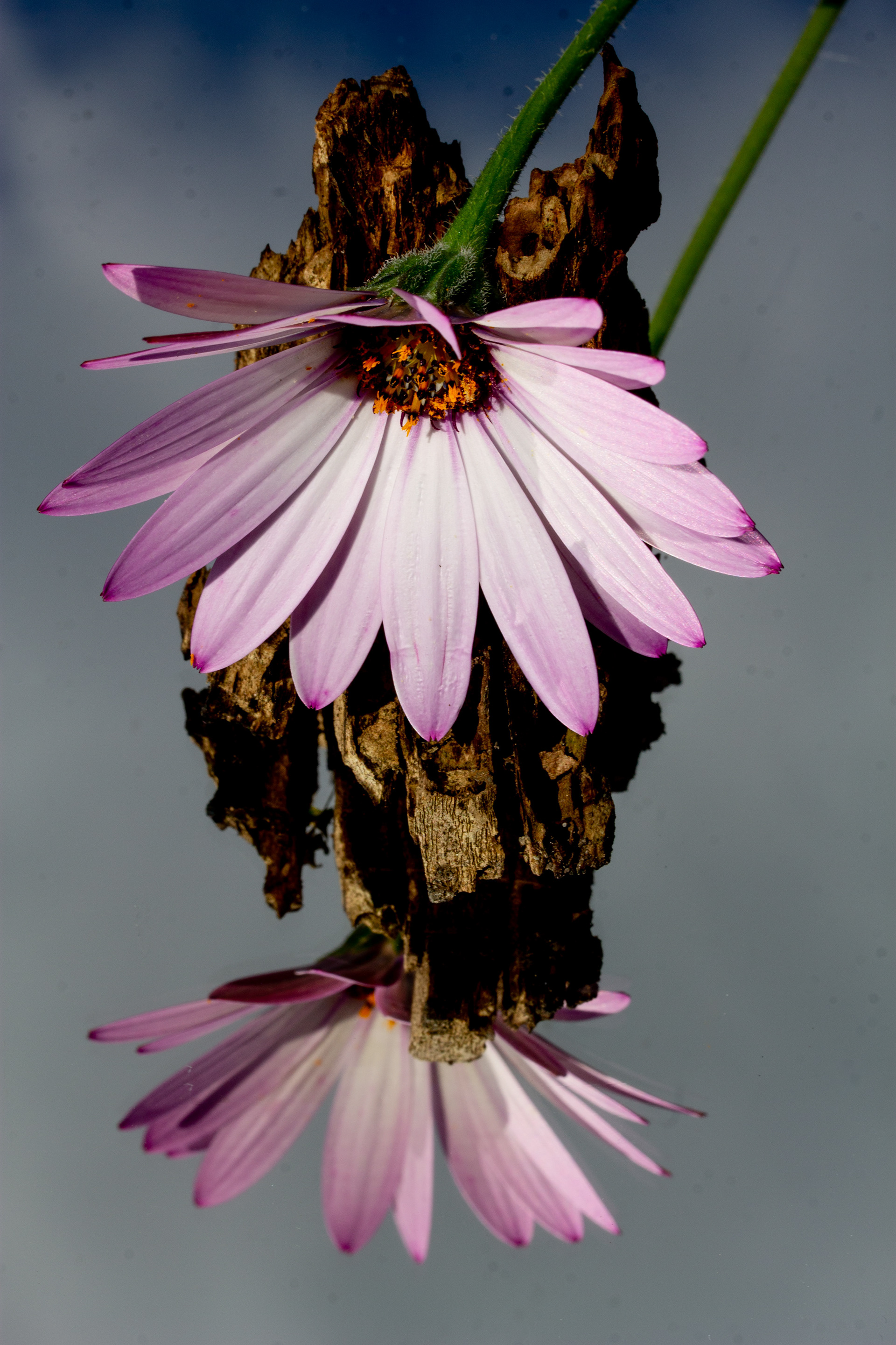 Osteospermum reflection