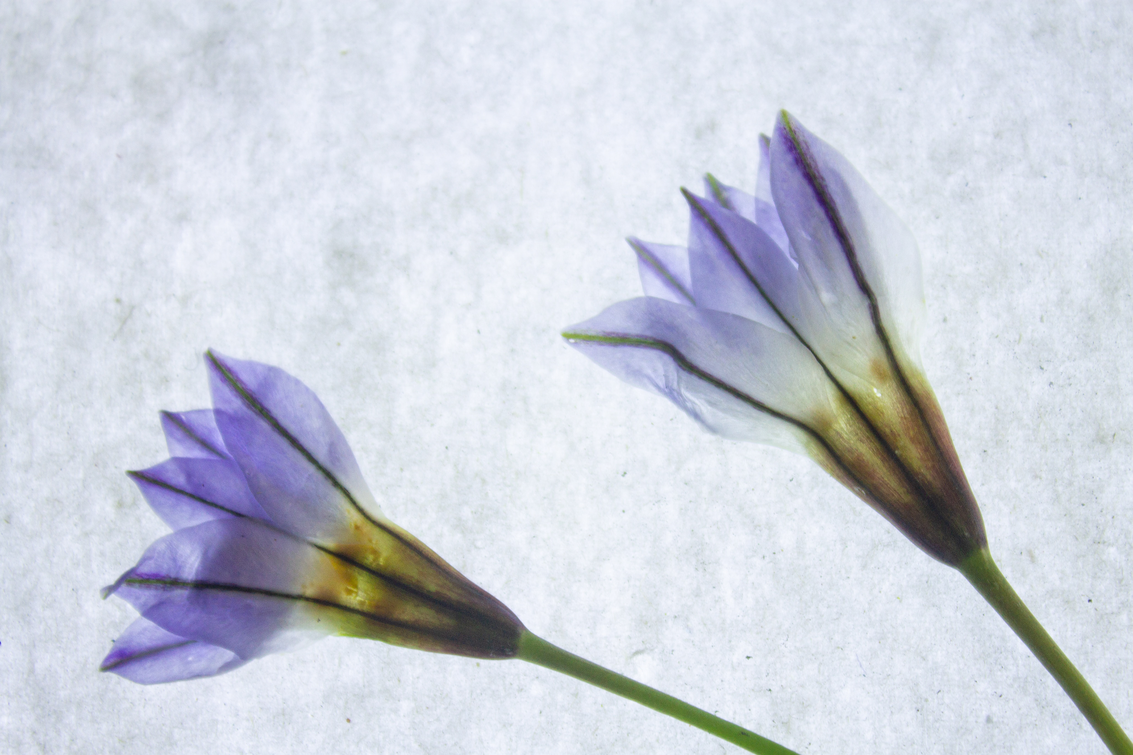Ipheion