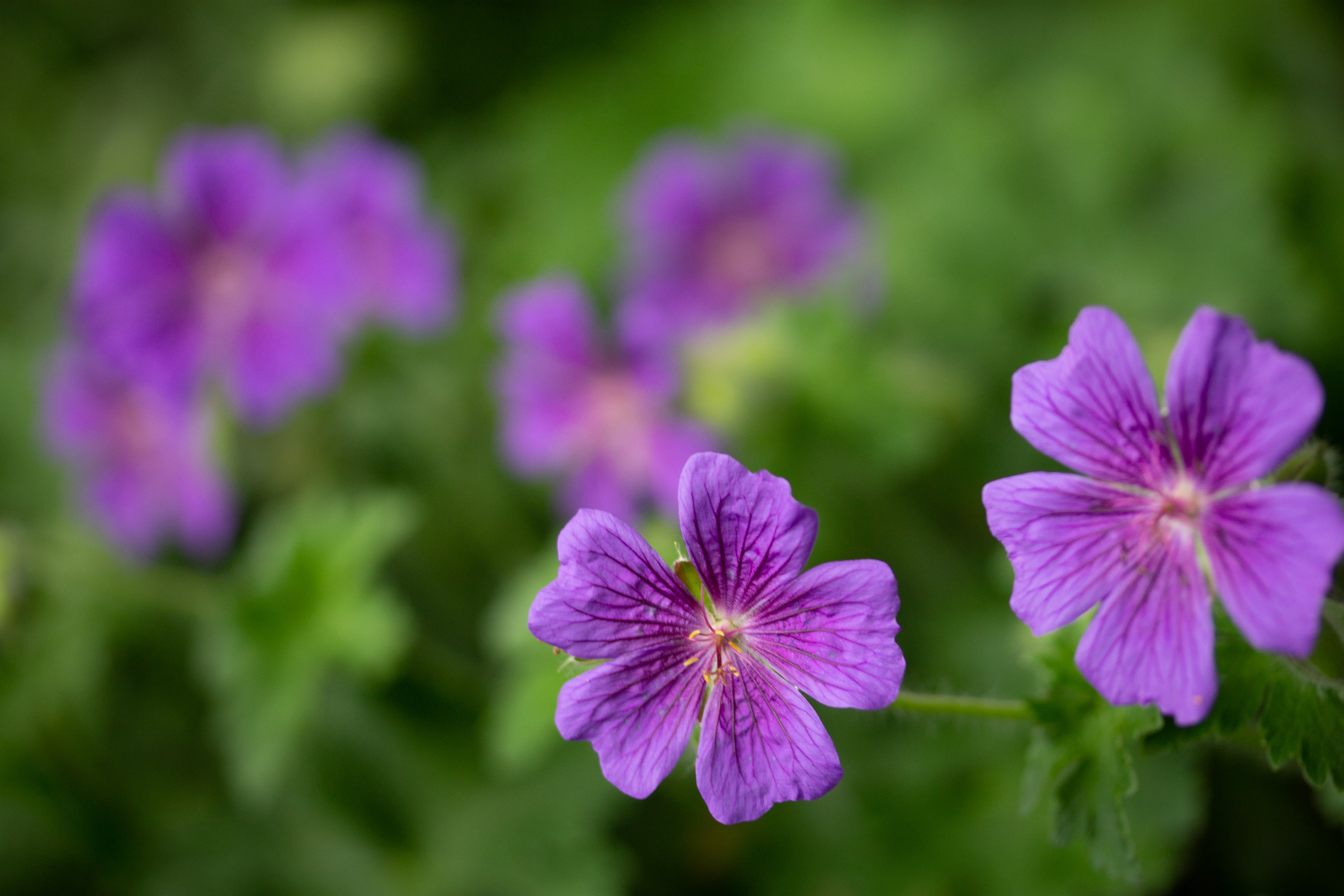 Geranium