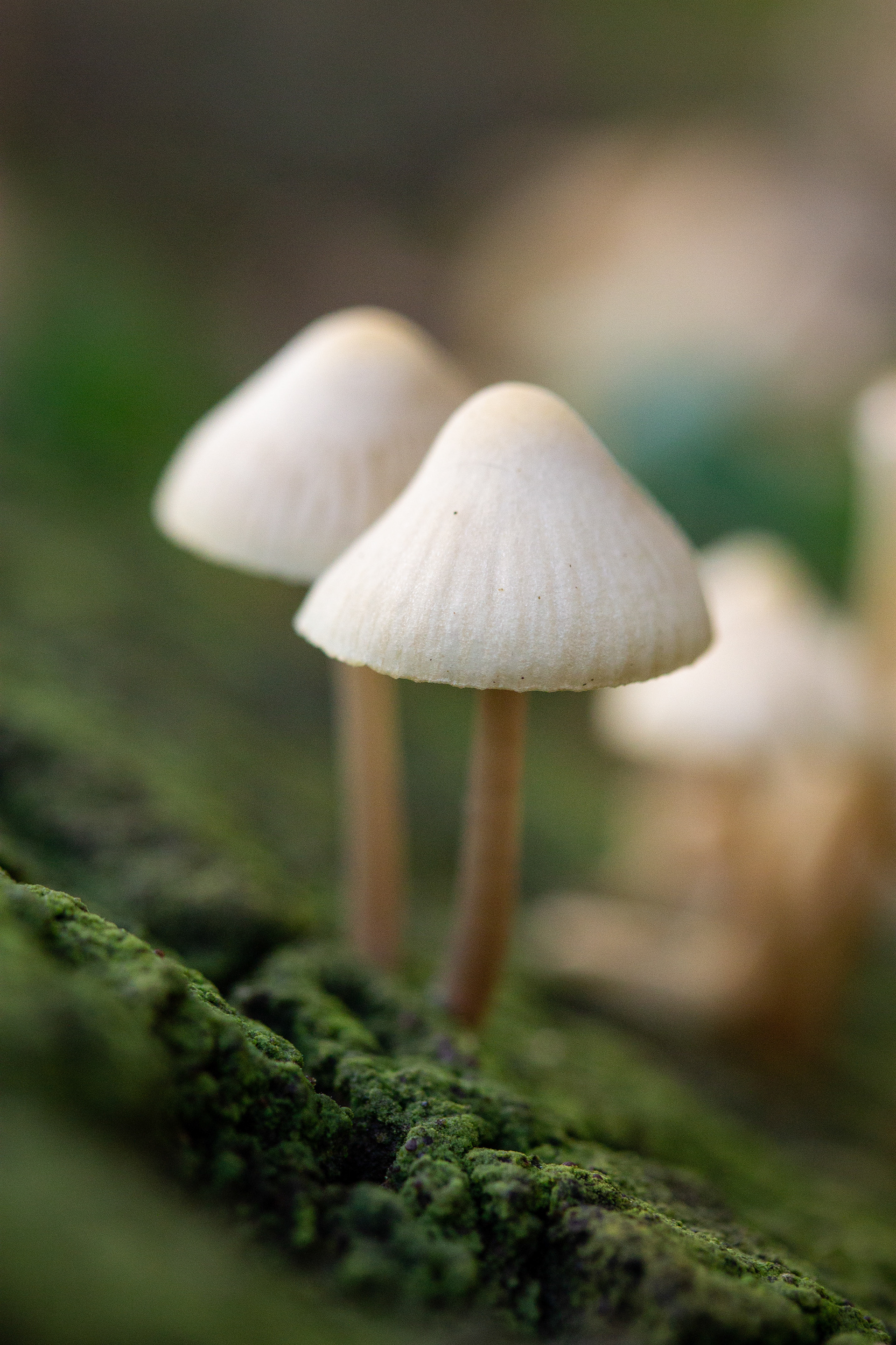 Fungi