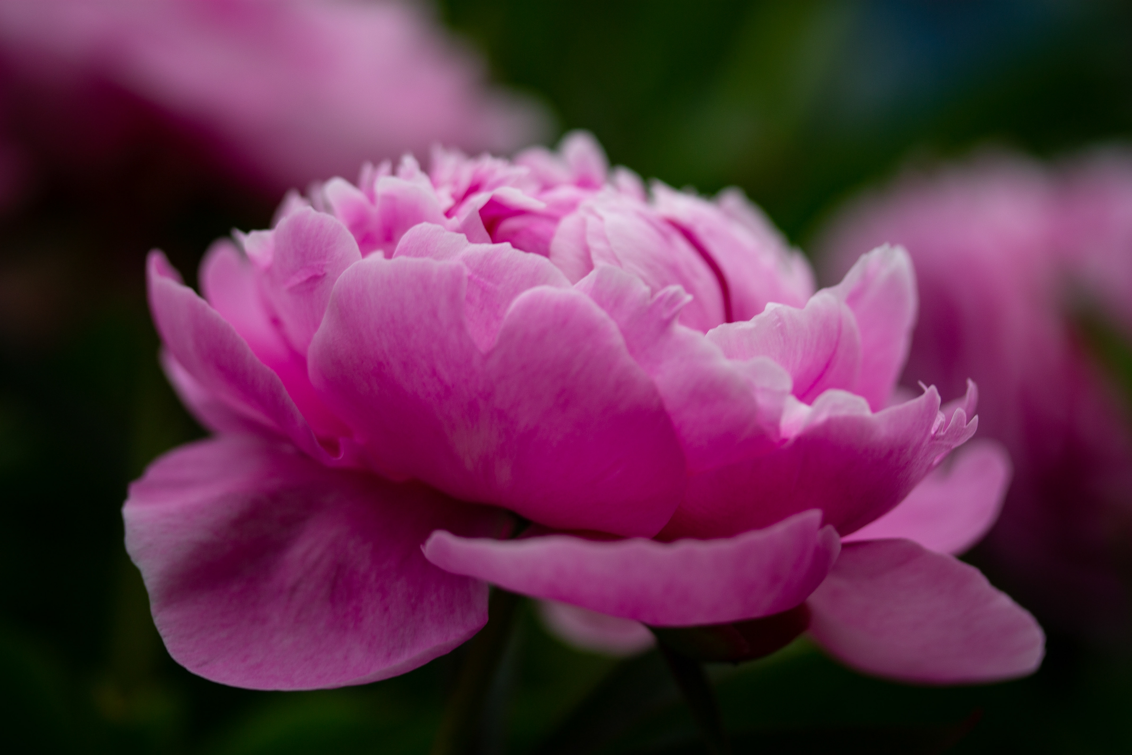 Peony 1