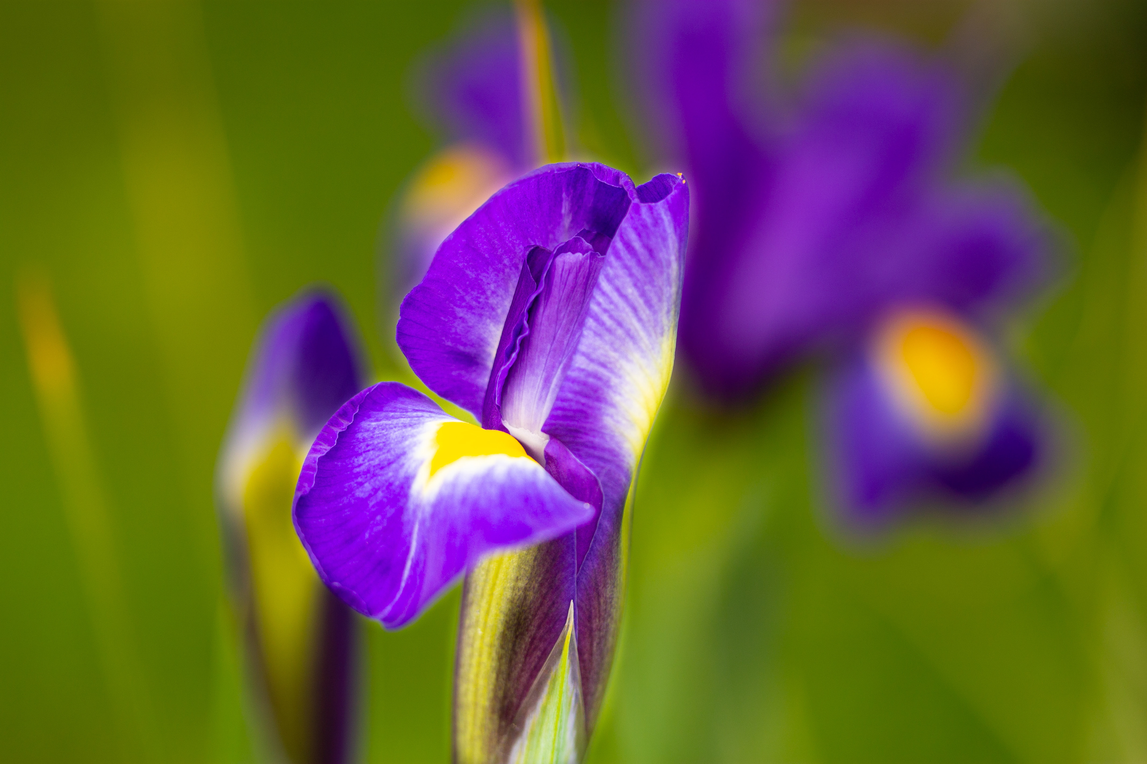 Purple Iris
