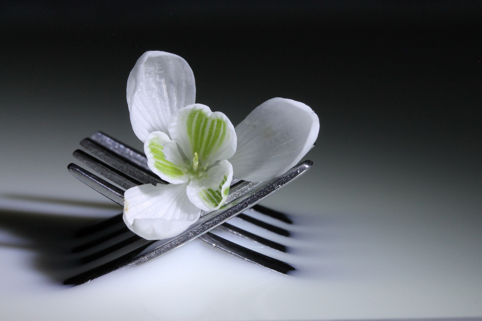 Snowdrop