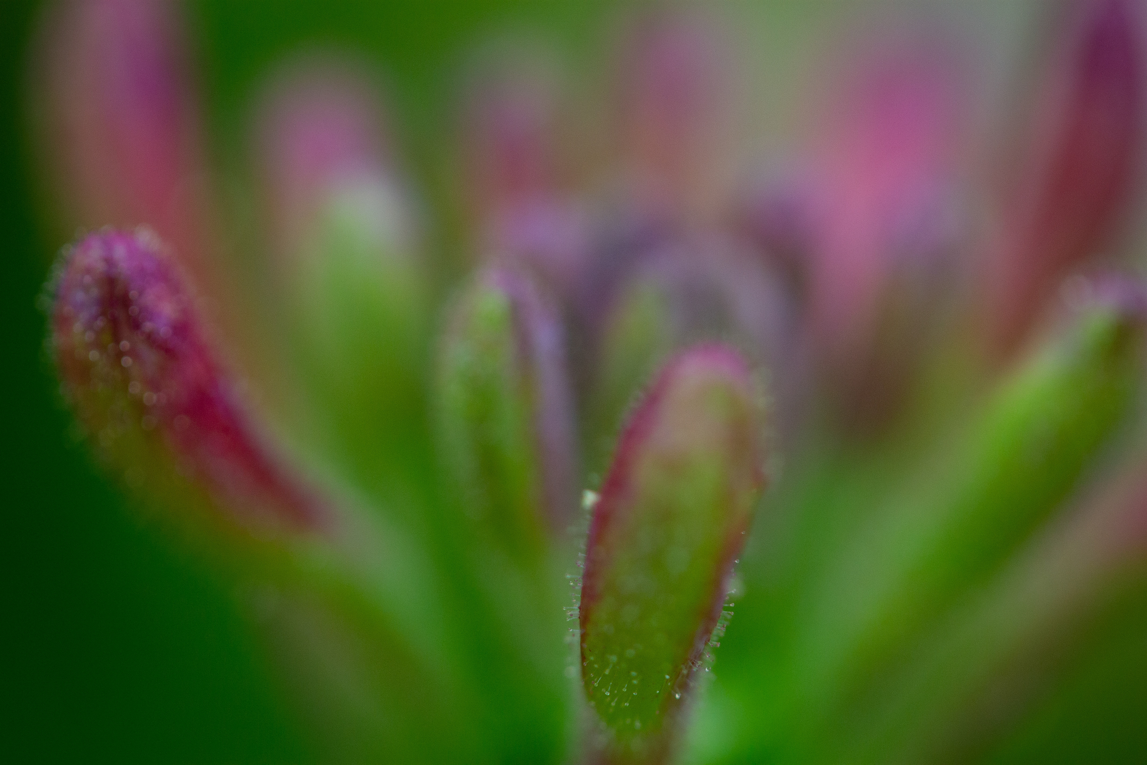 Honeysuckle bud