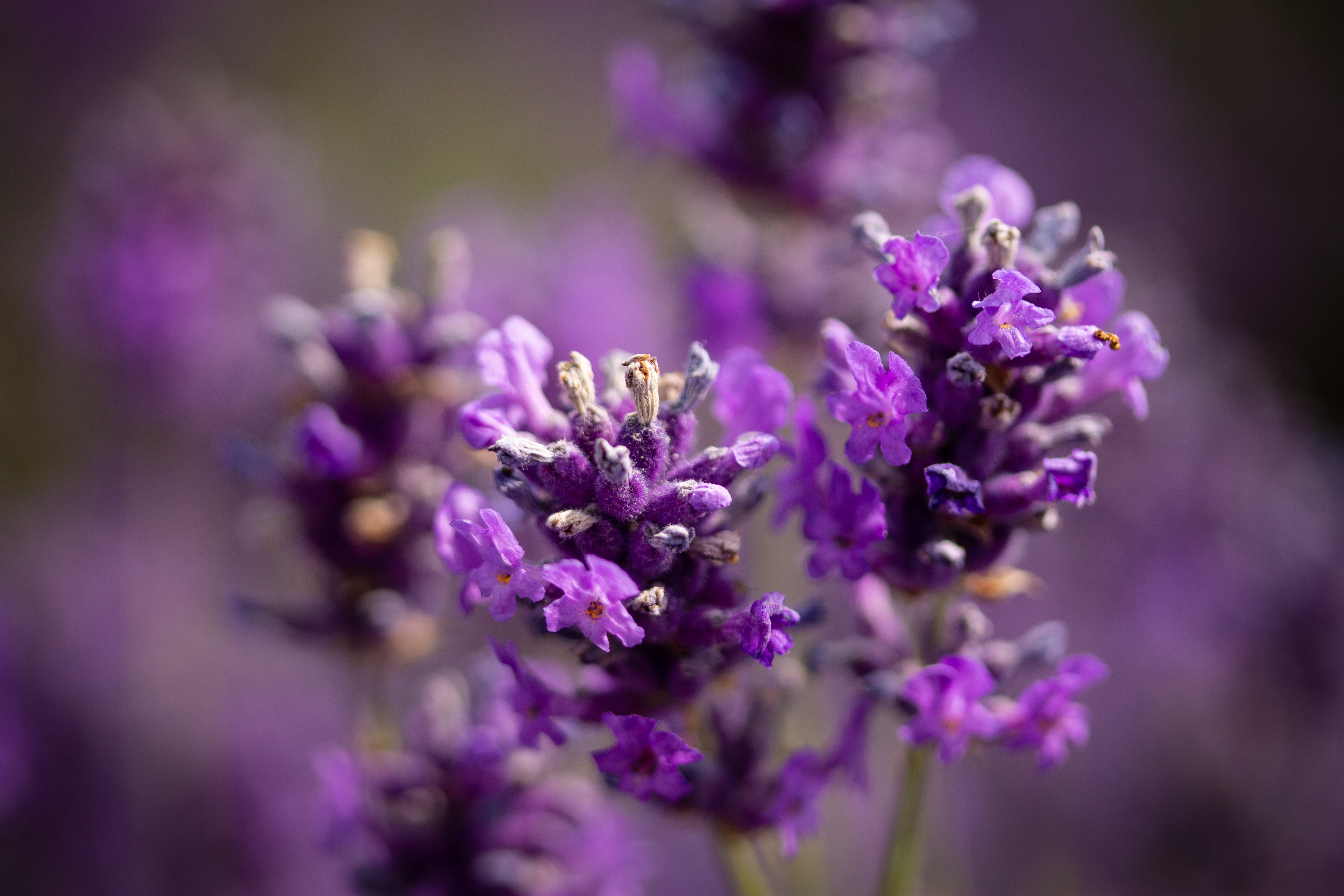 Lavender 2