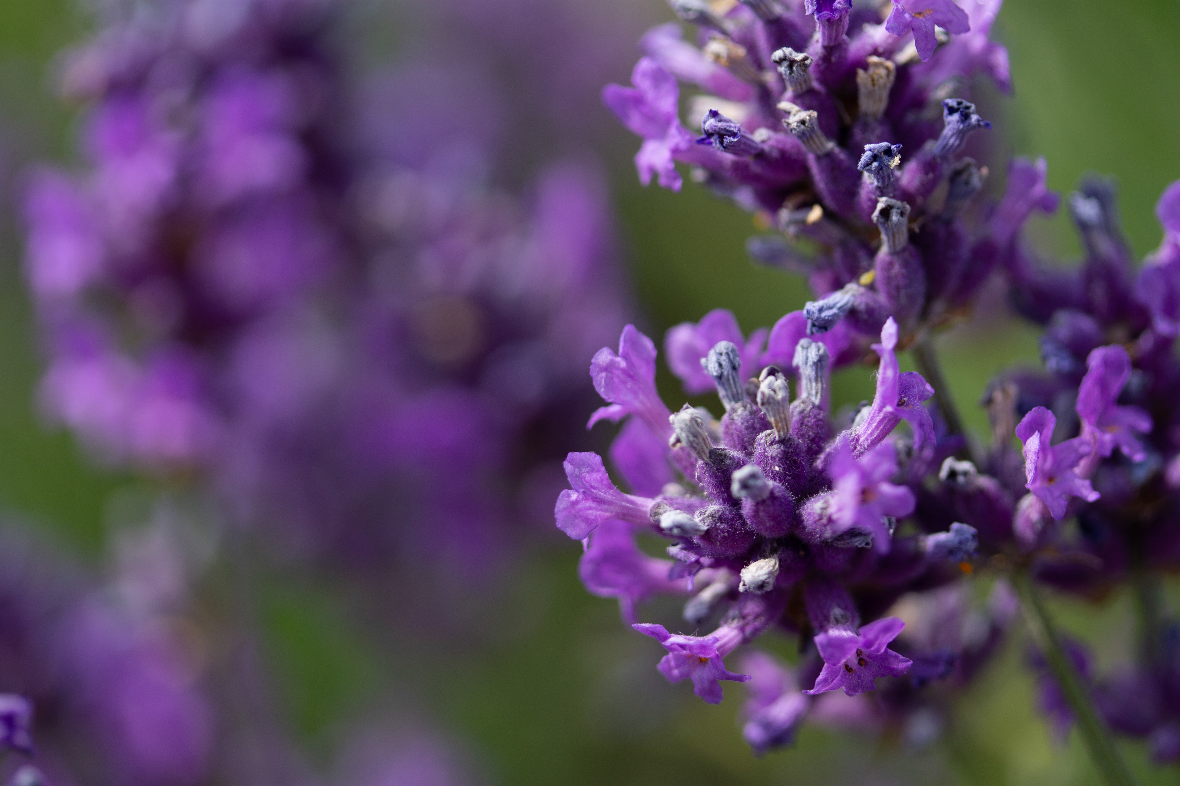 Lavender 1