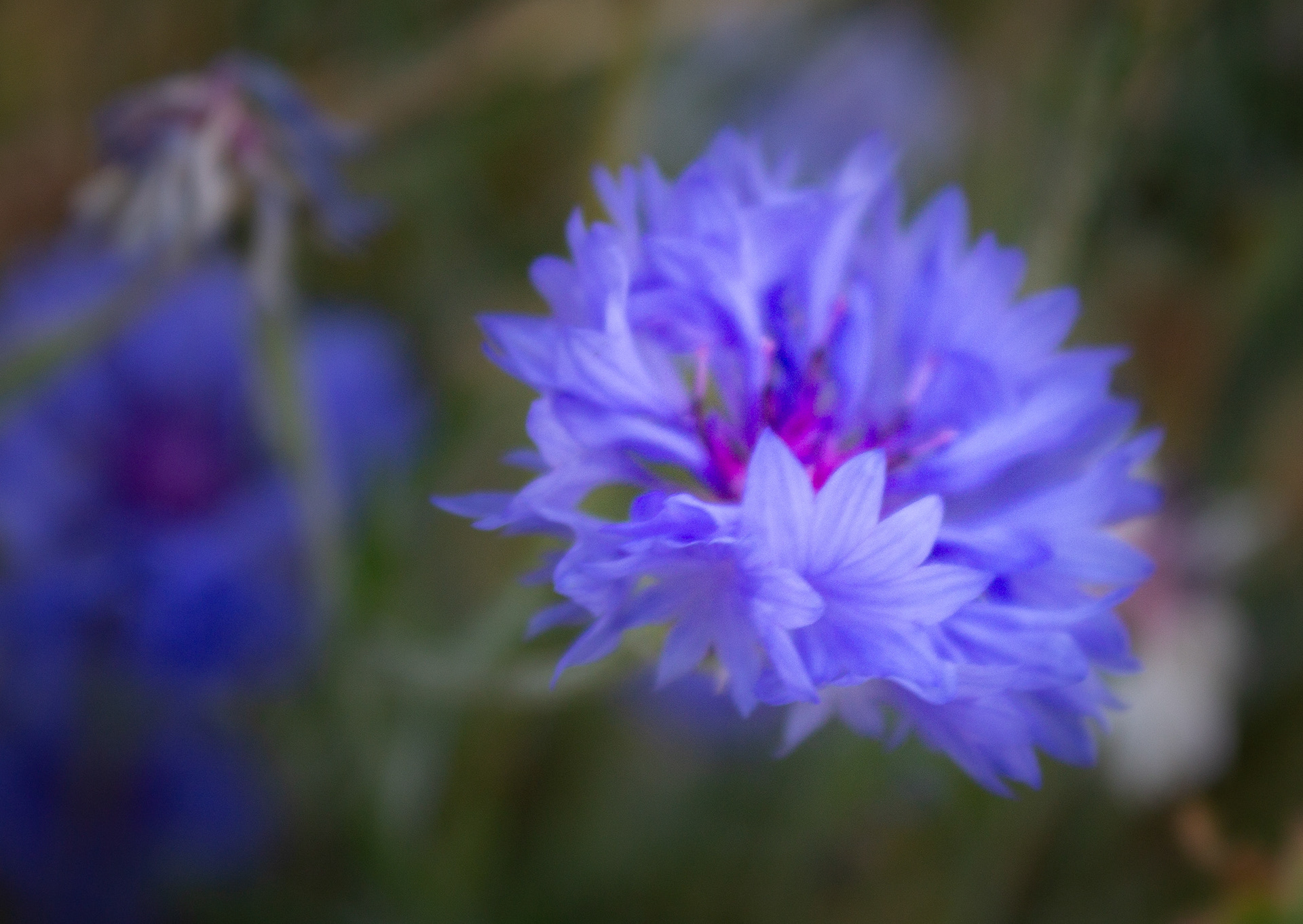 Cornflower