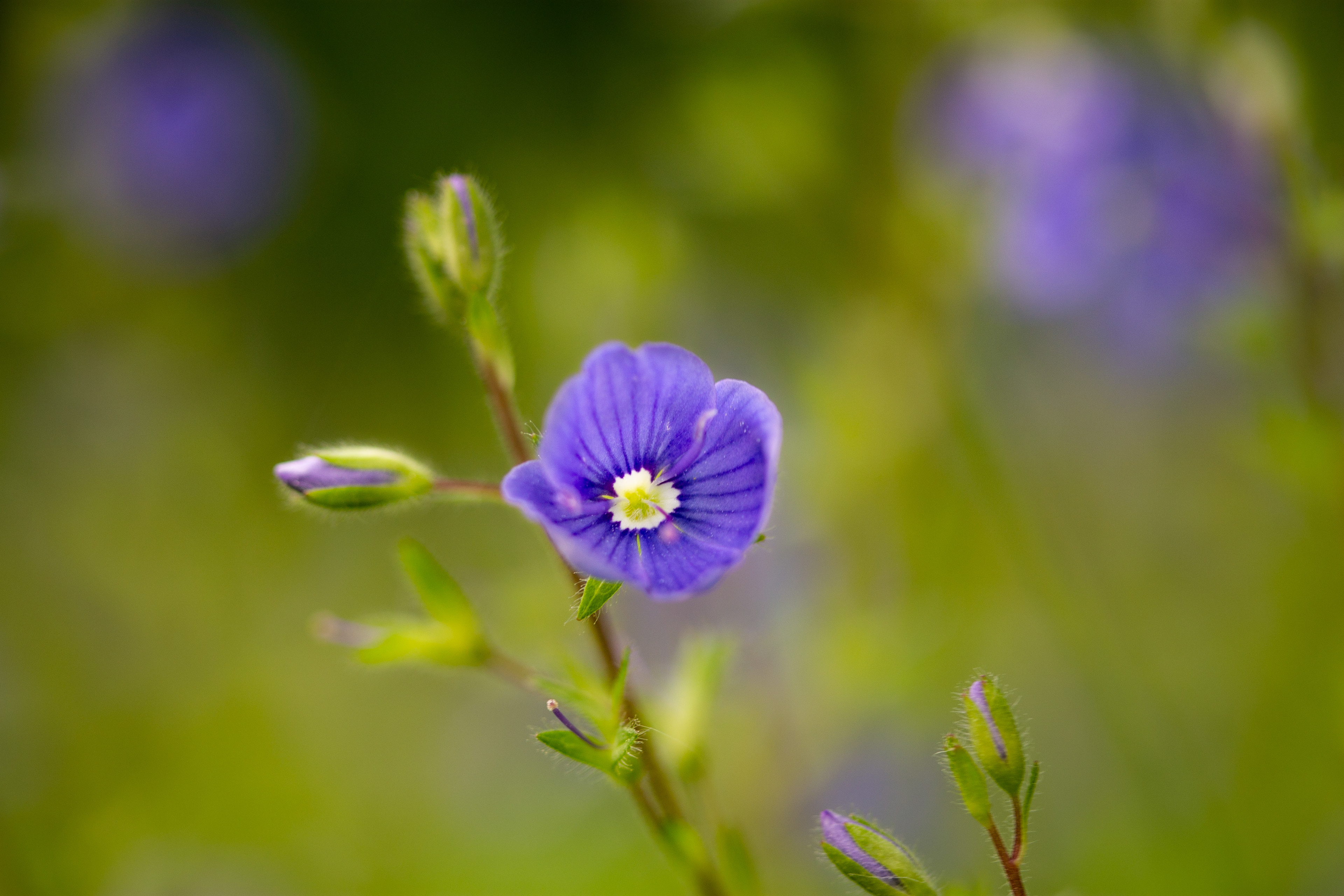 Speedwell 1