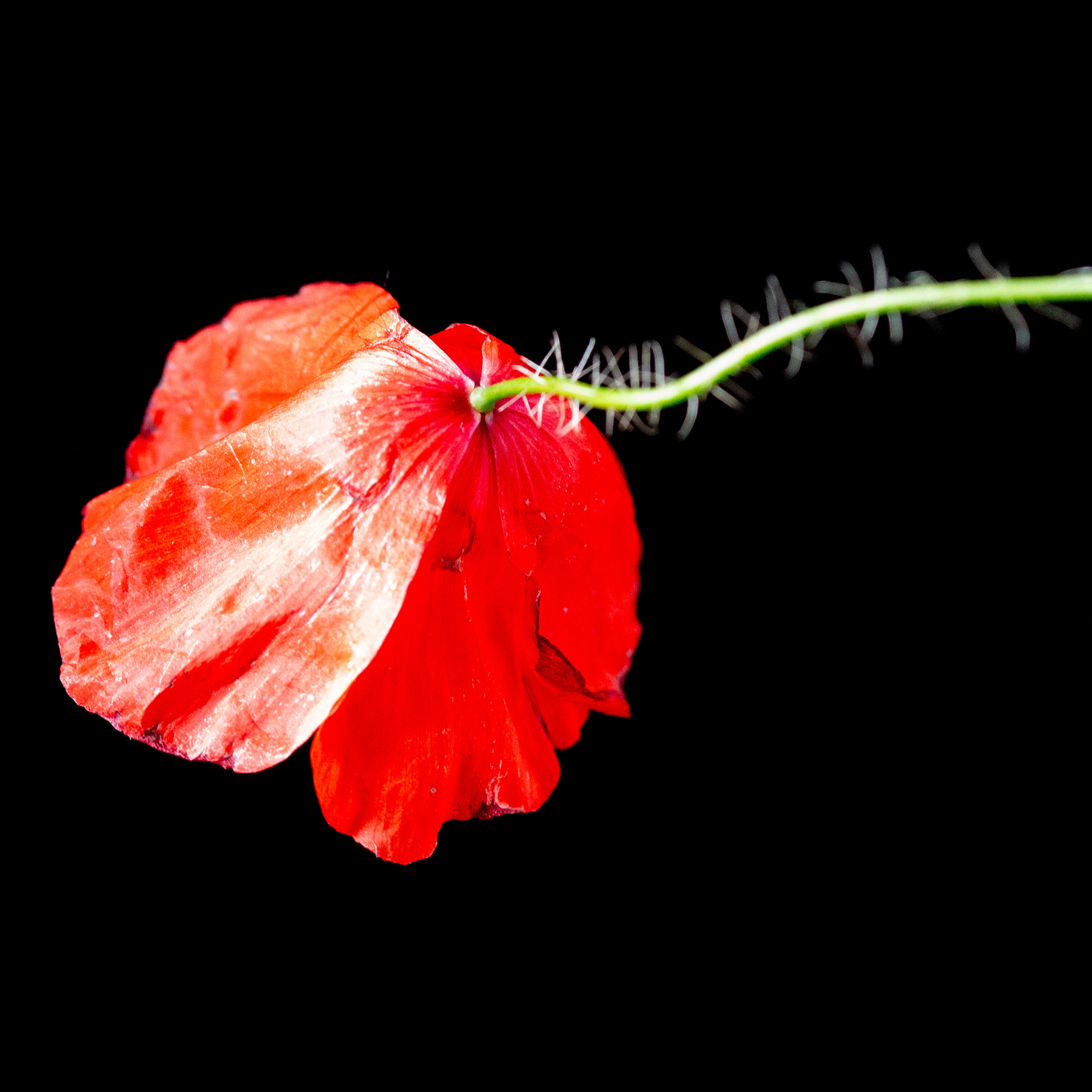Poppy