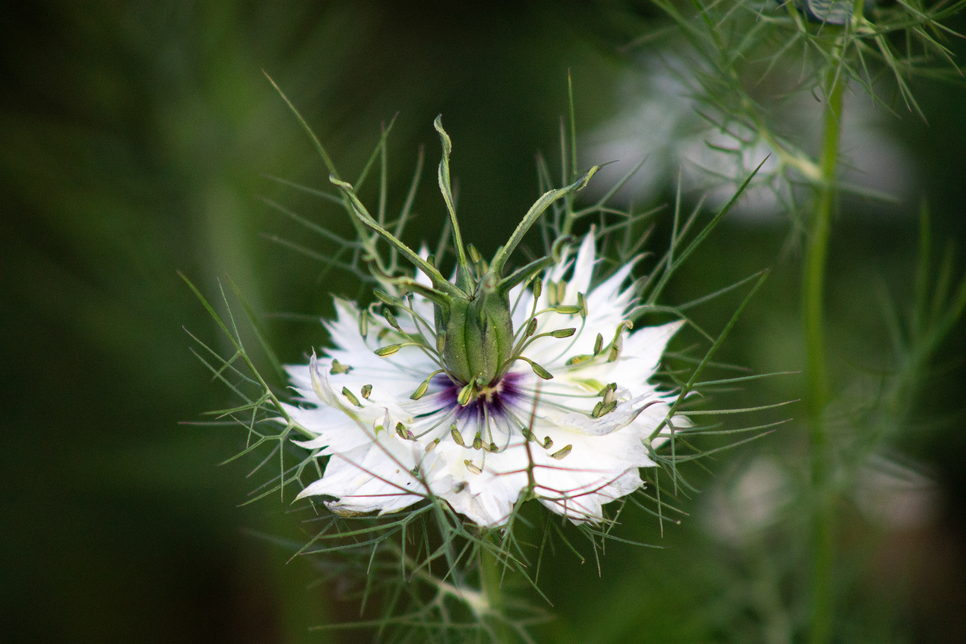 Love in a Mist