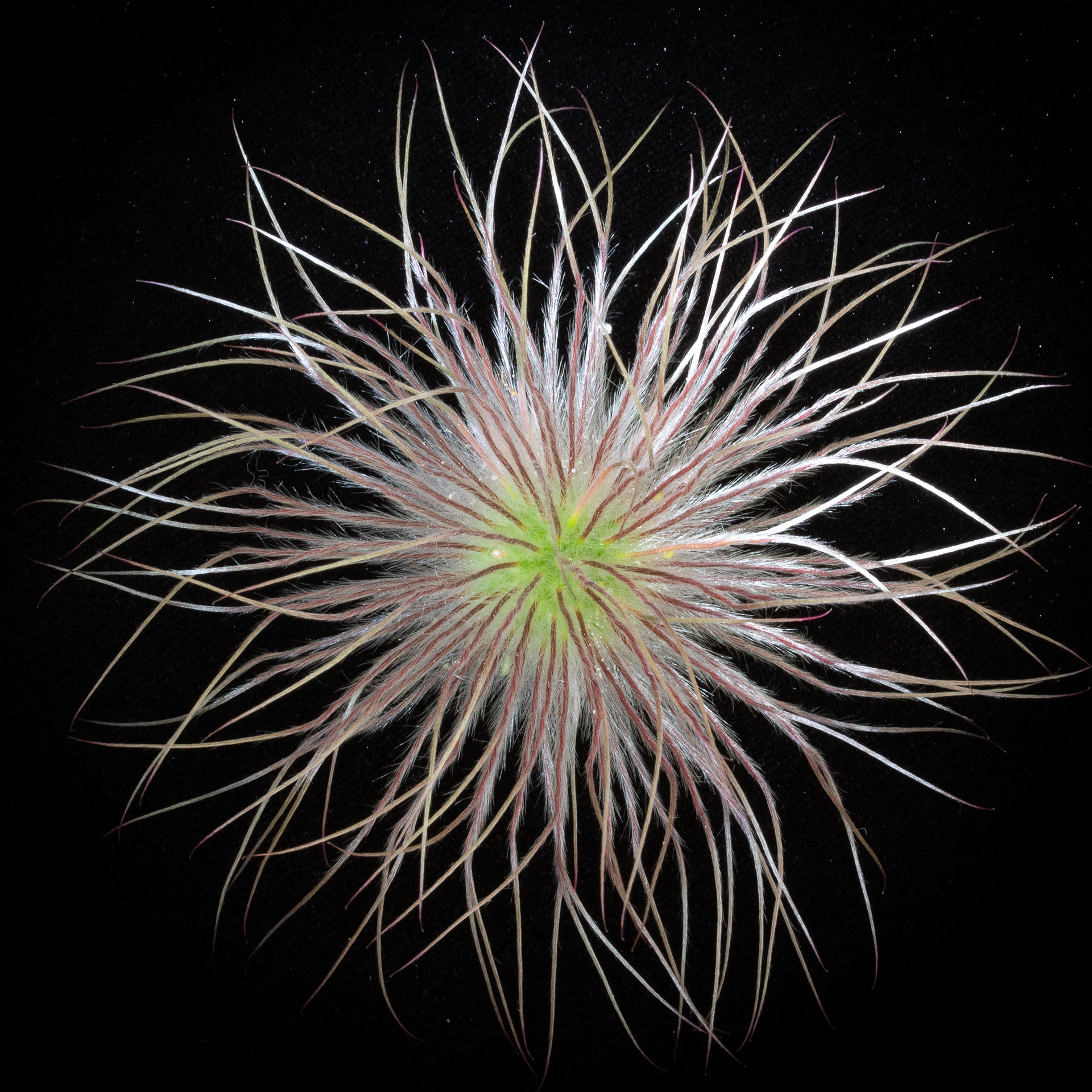 Clematis seedhead