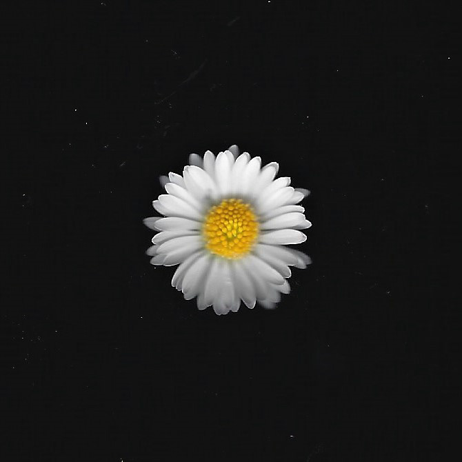 Daisy scan 2