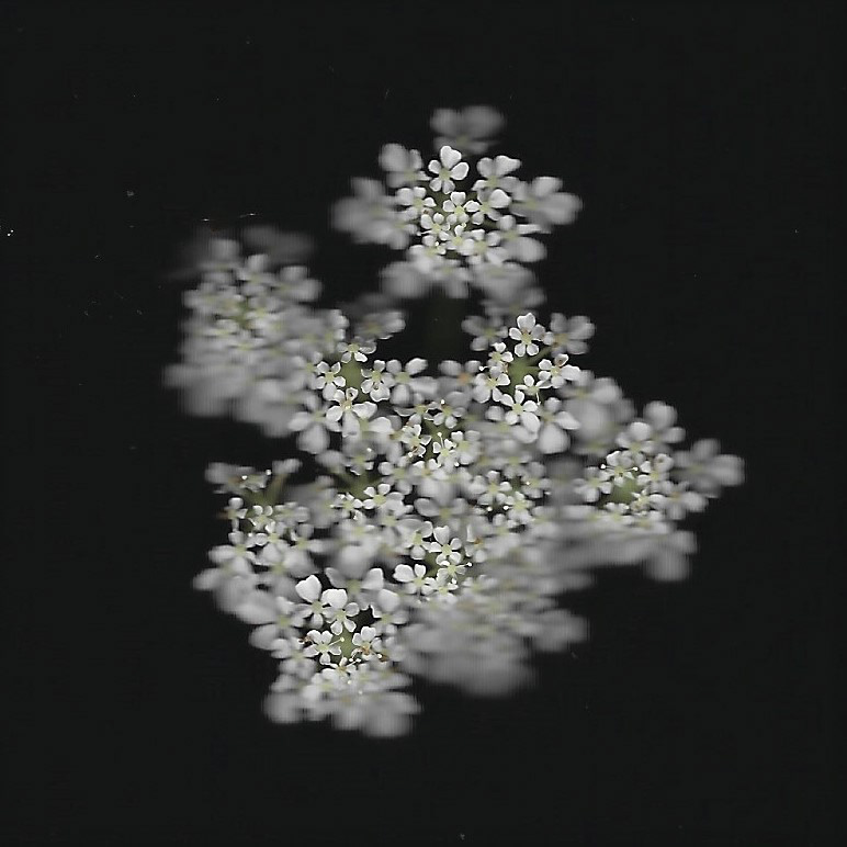 Cow parsley scan