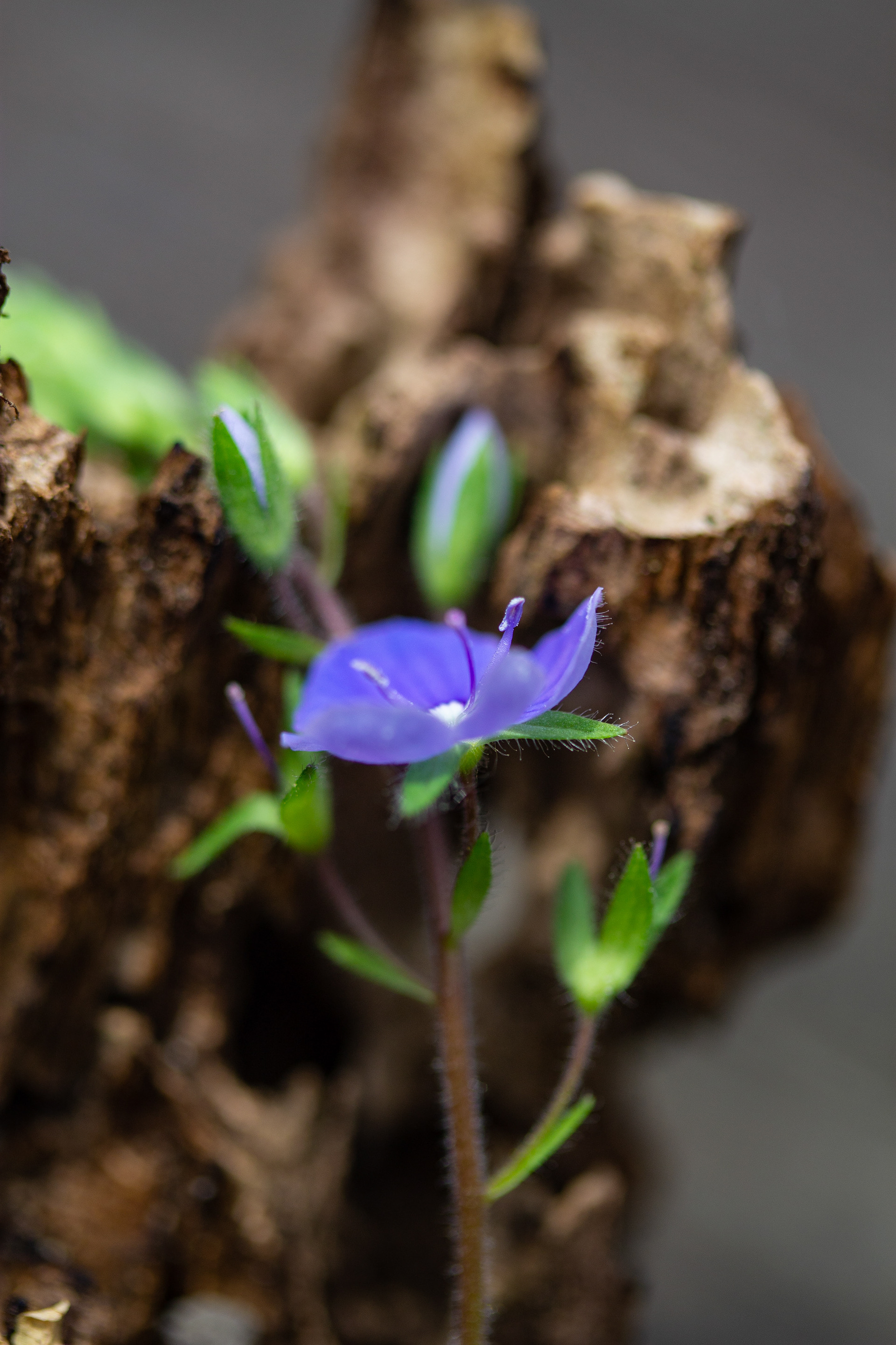 Speedwell reflection